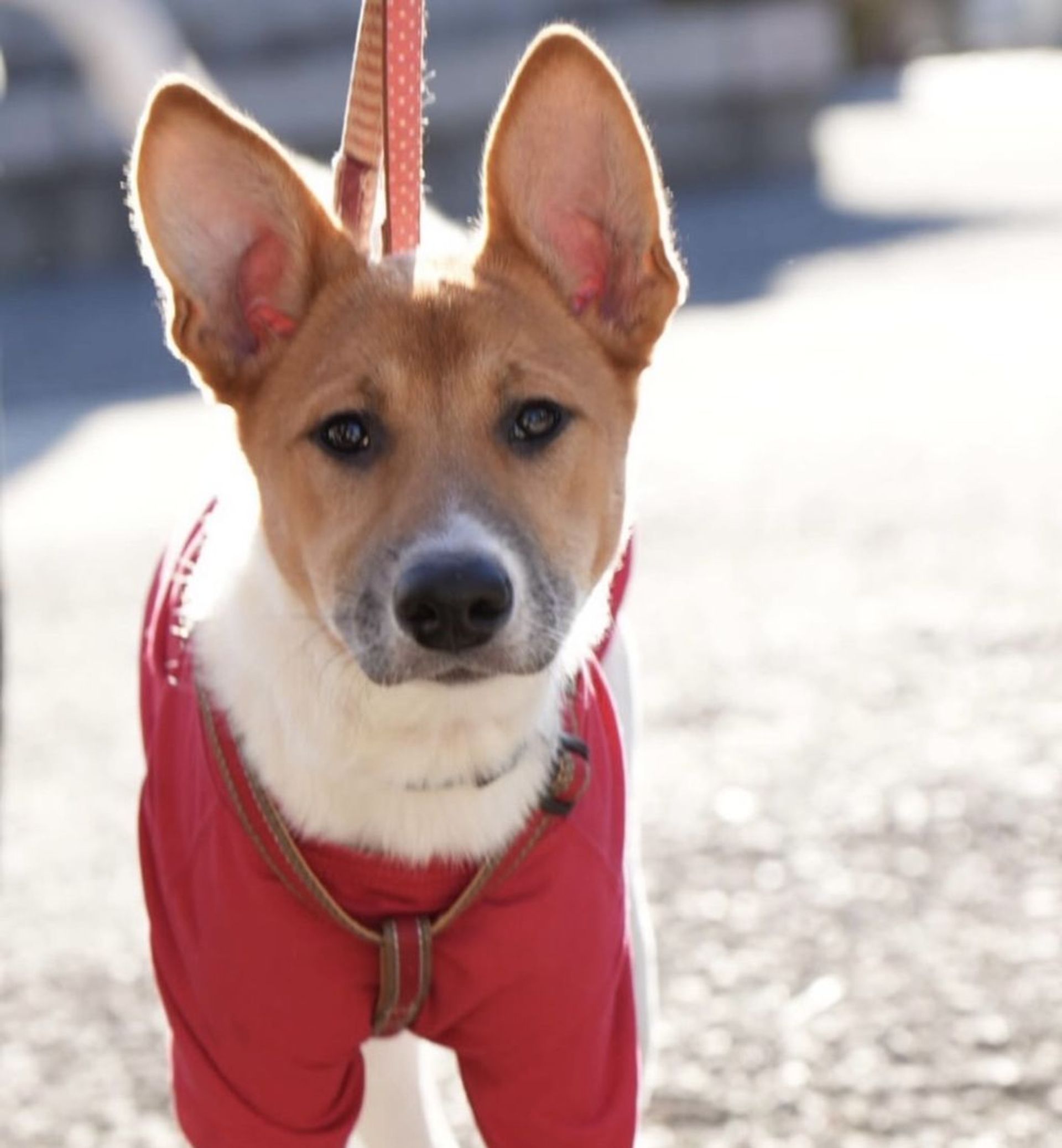 雑種（ミックス犬）・メスの里親募集の写真