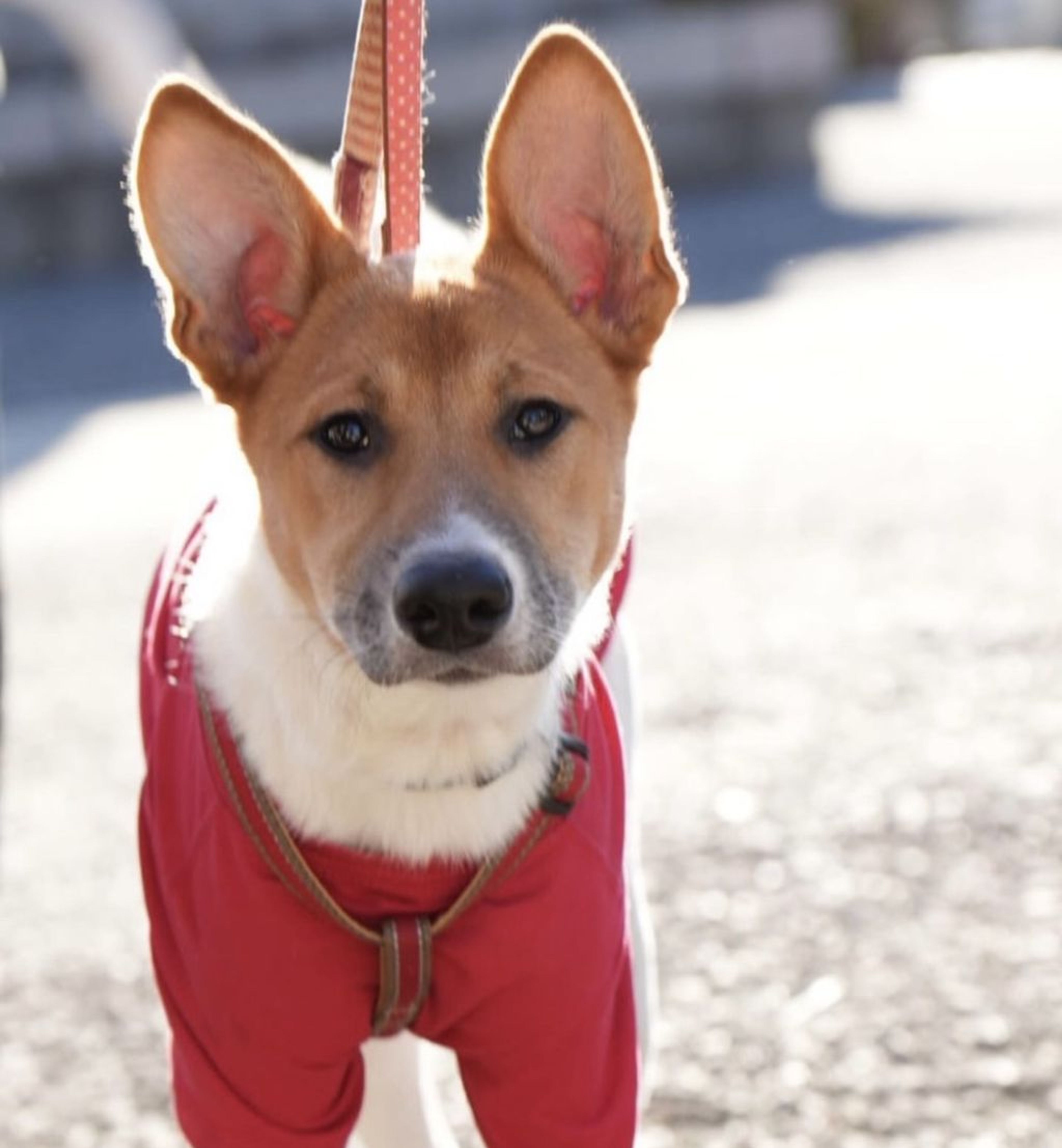雑種（ミックス犬）・メスの里親募集の写真