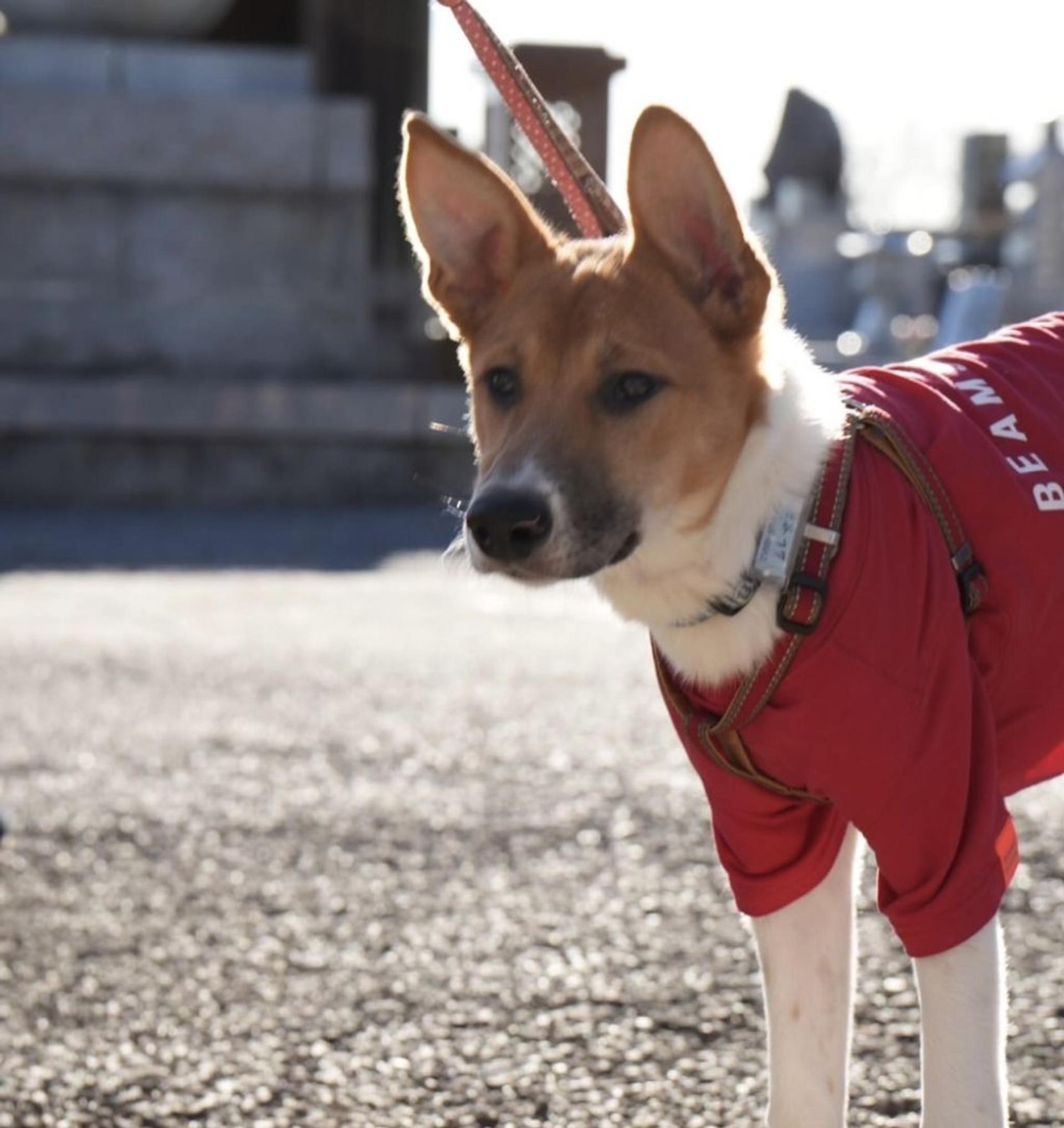 pet-image-4