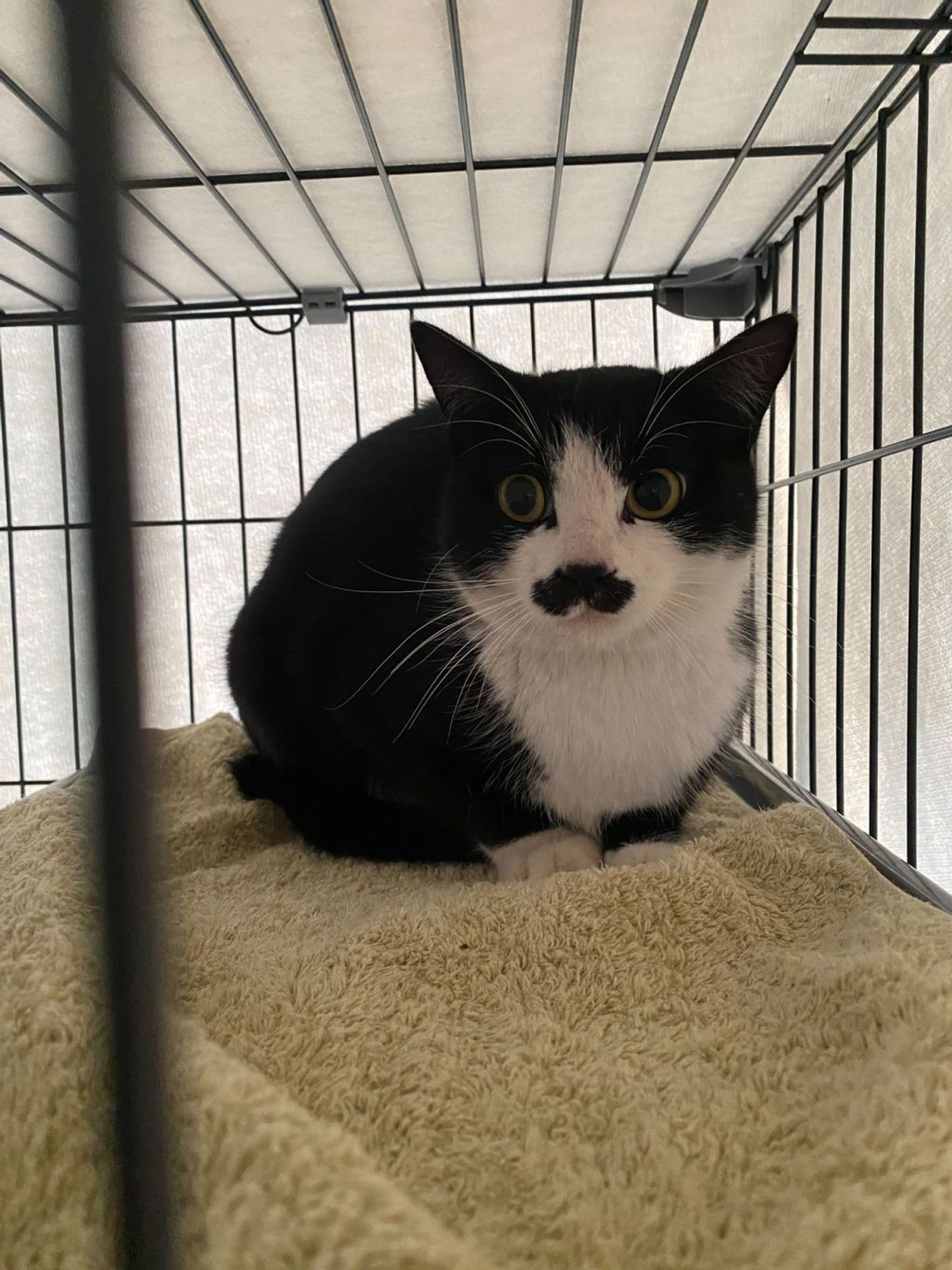 雑種（ミックス猫）・メスの里親募集の写真