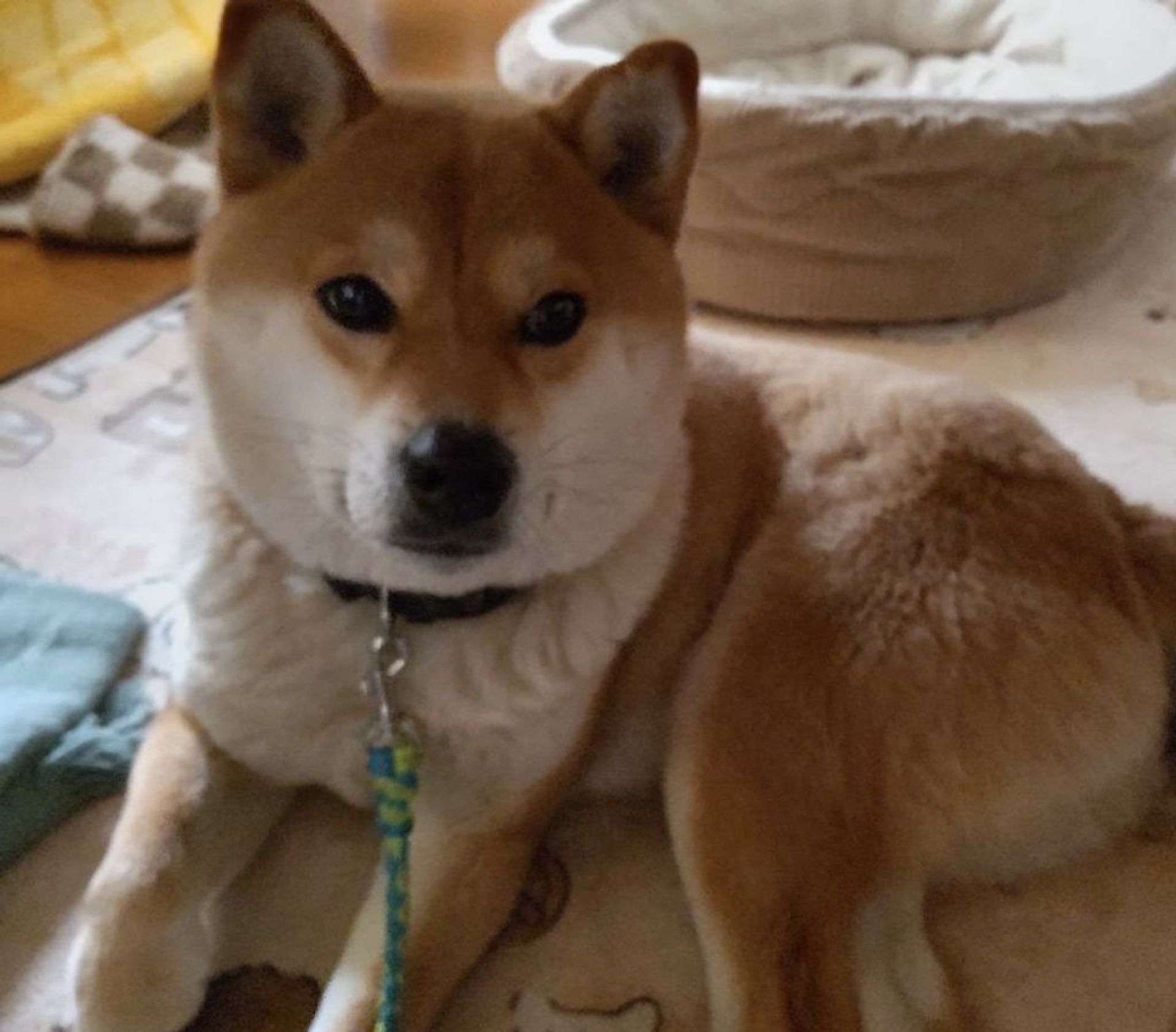 柴犬・メスの里親募集の写真