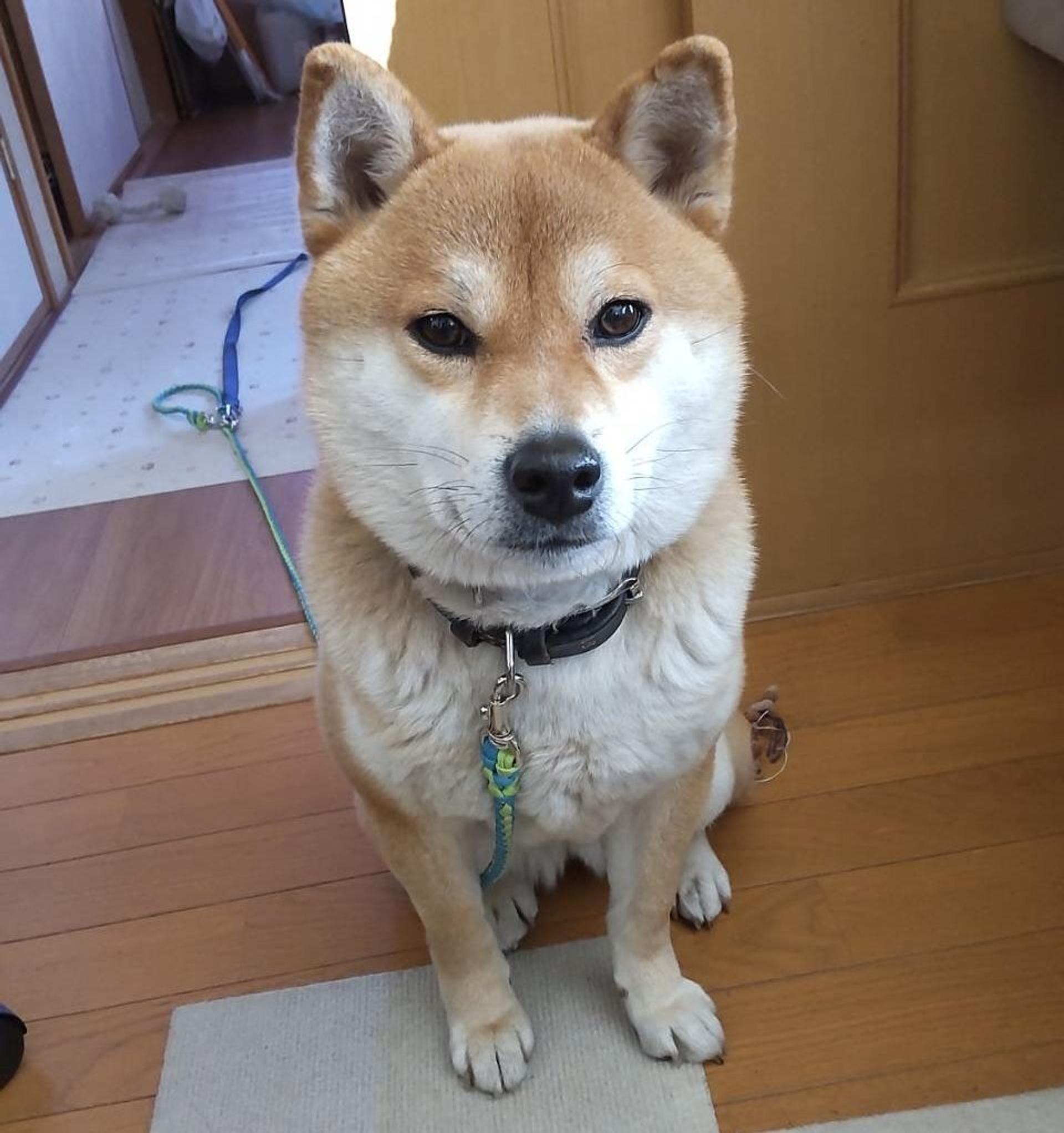 pet-image-4