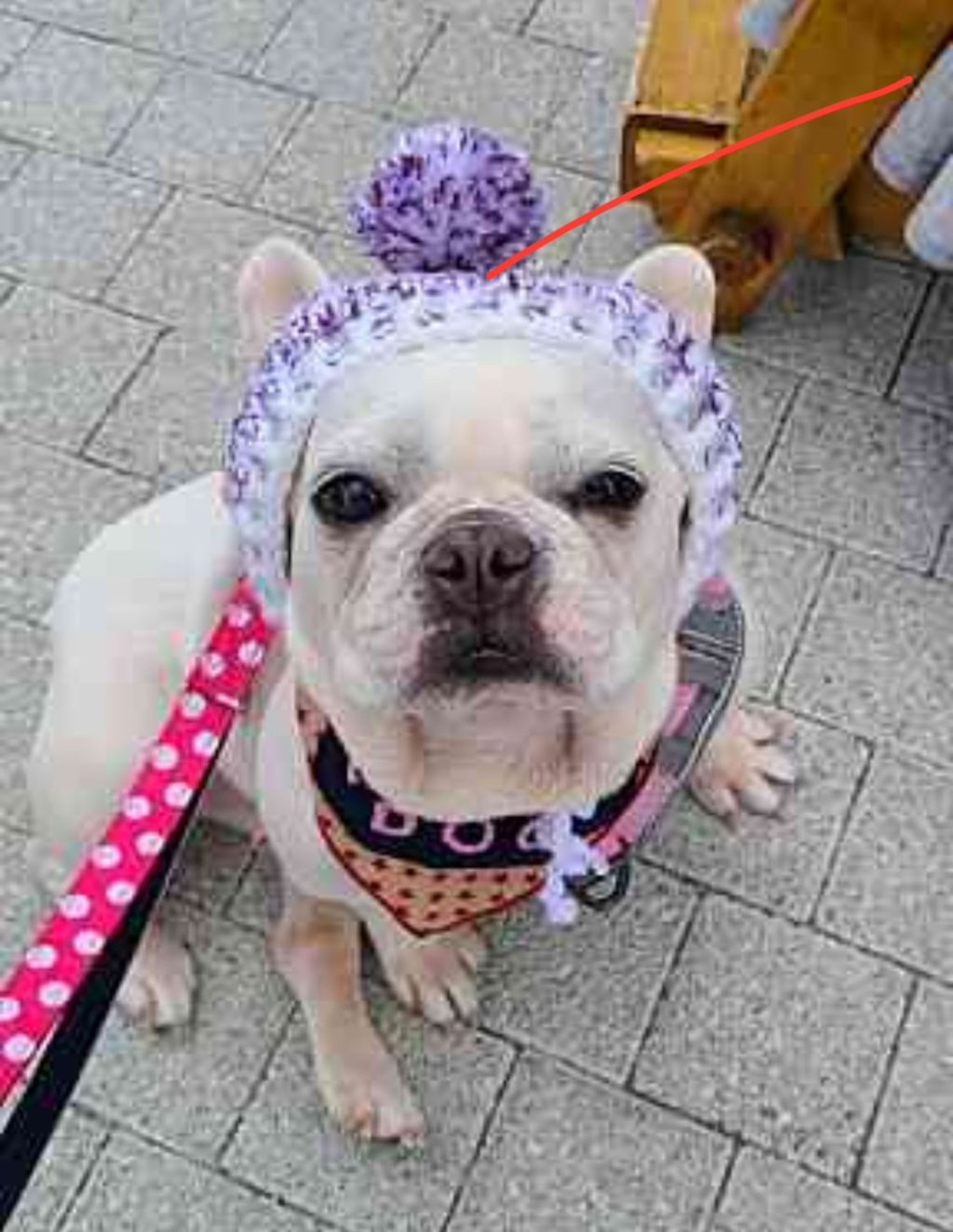 pet-image-2