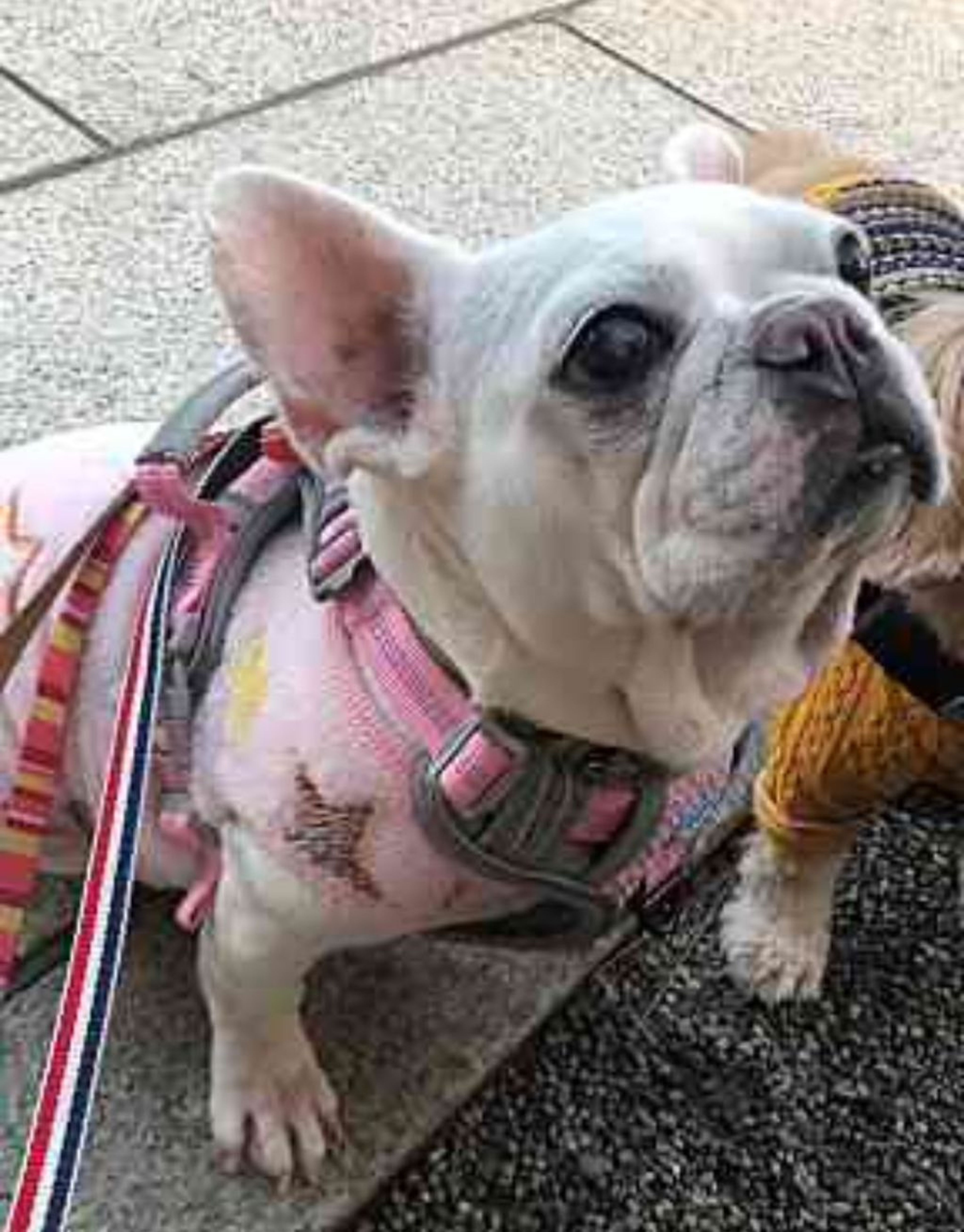 pet-image-3