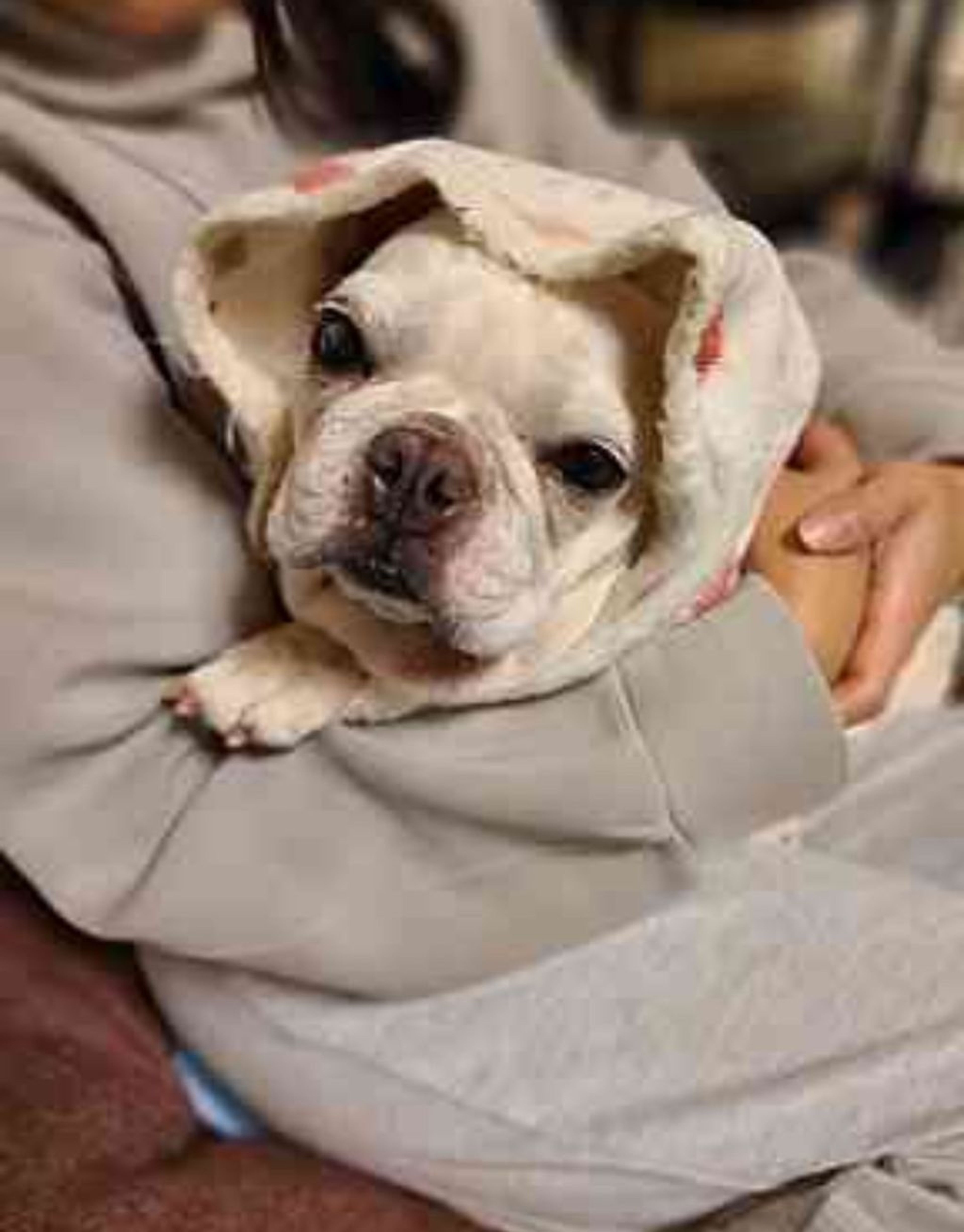 pet-image-4