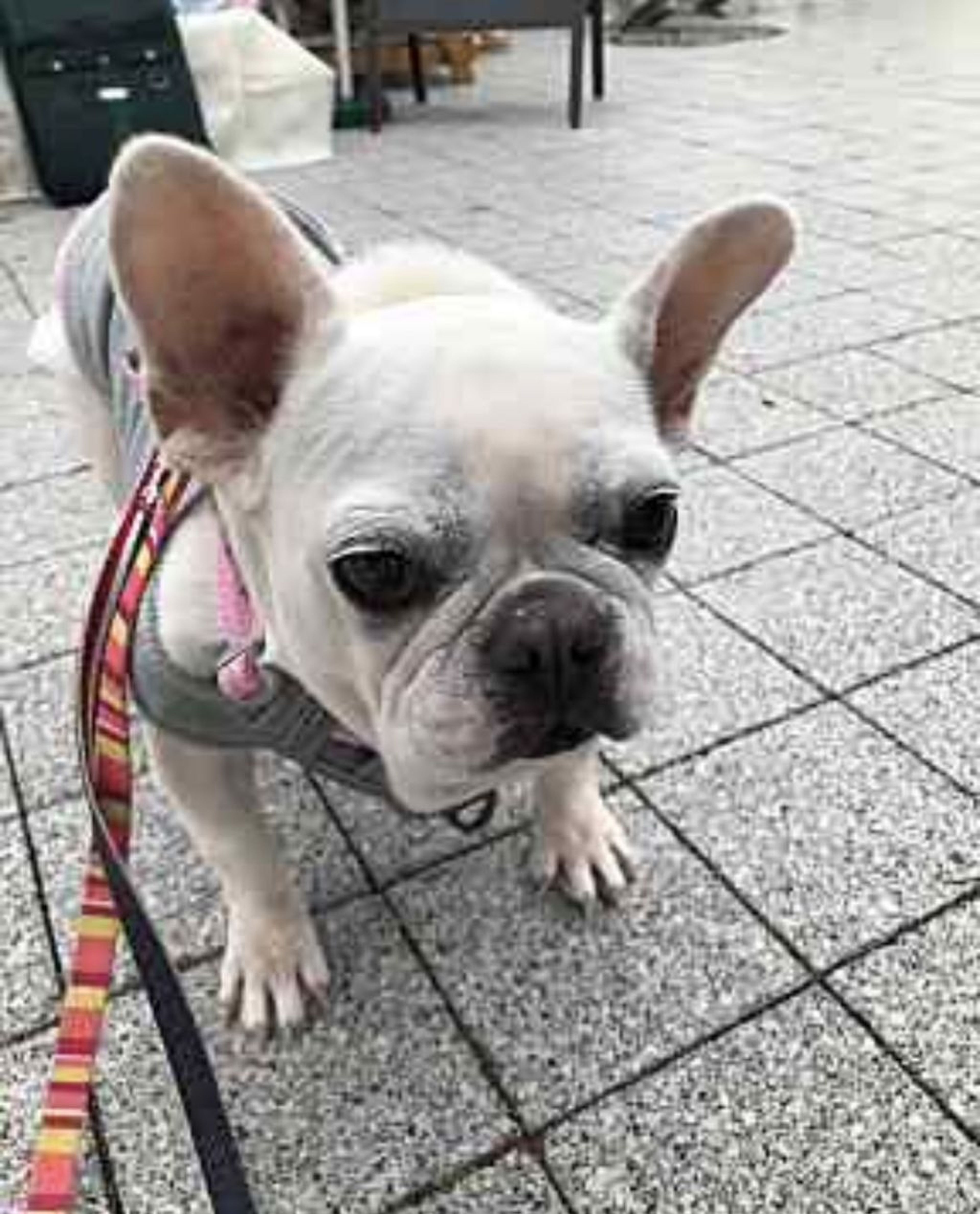 pet-image-5
