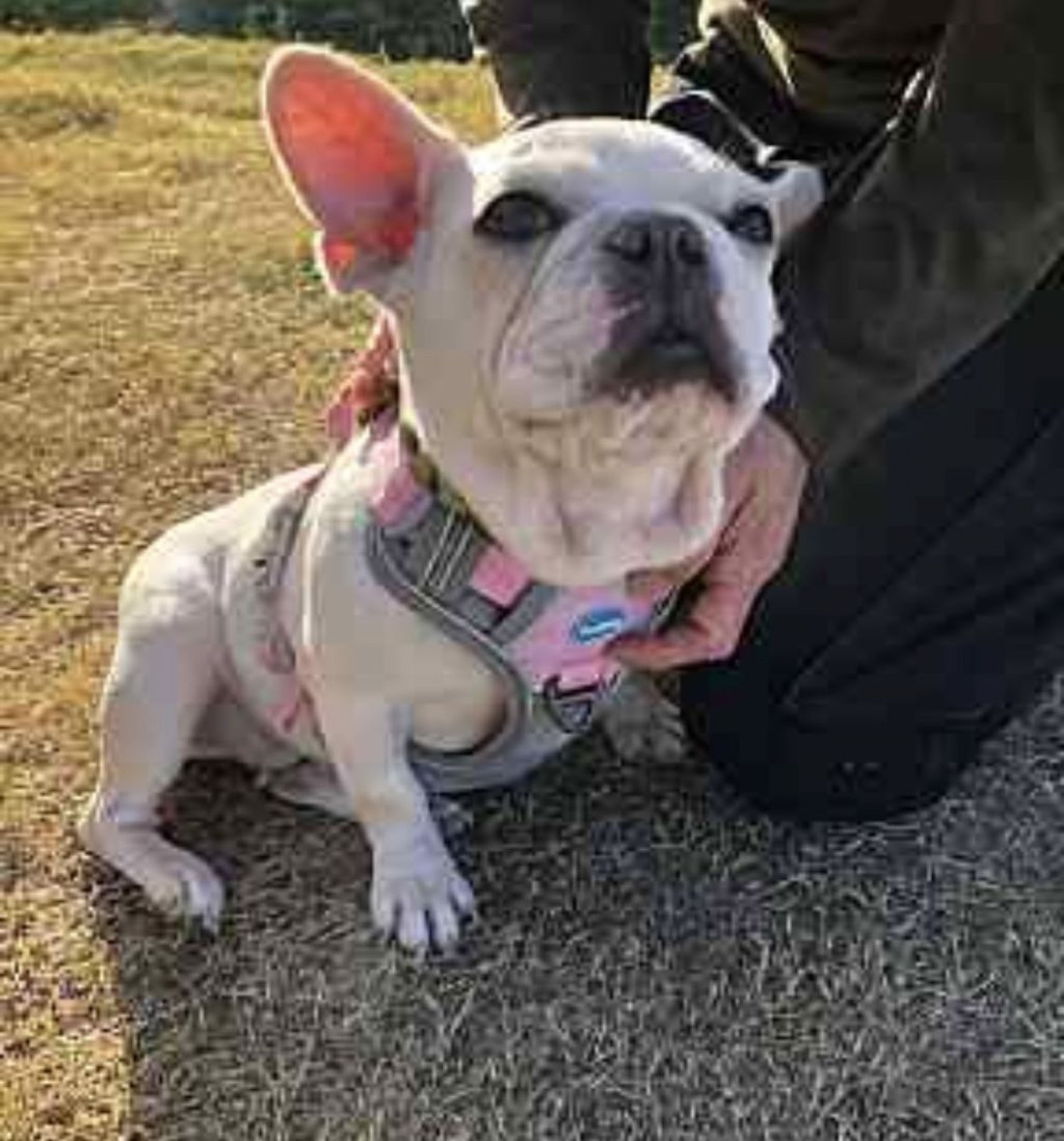 pet-image-6