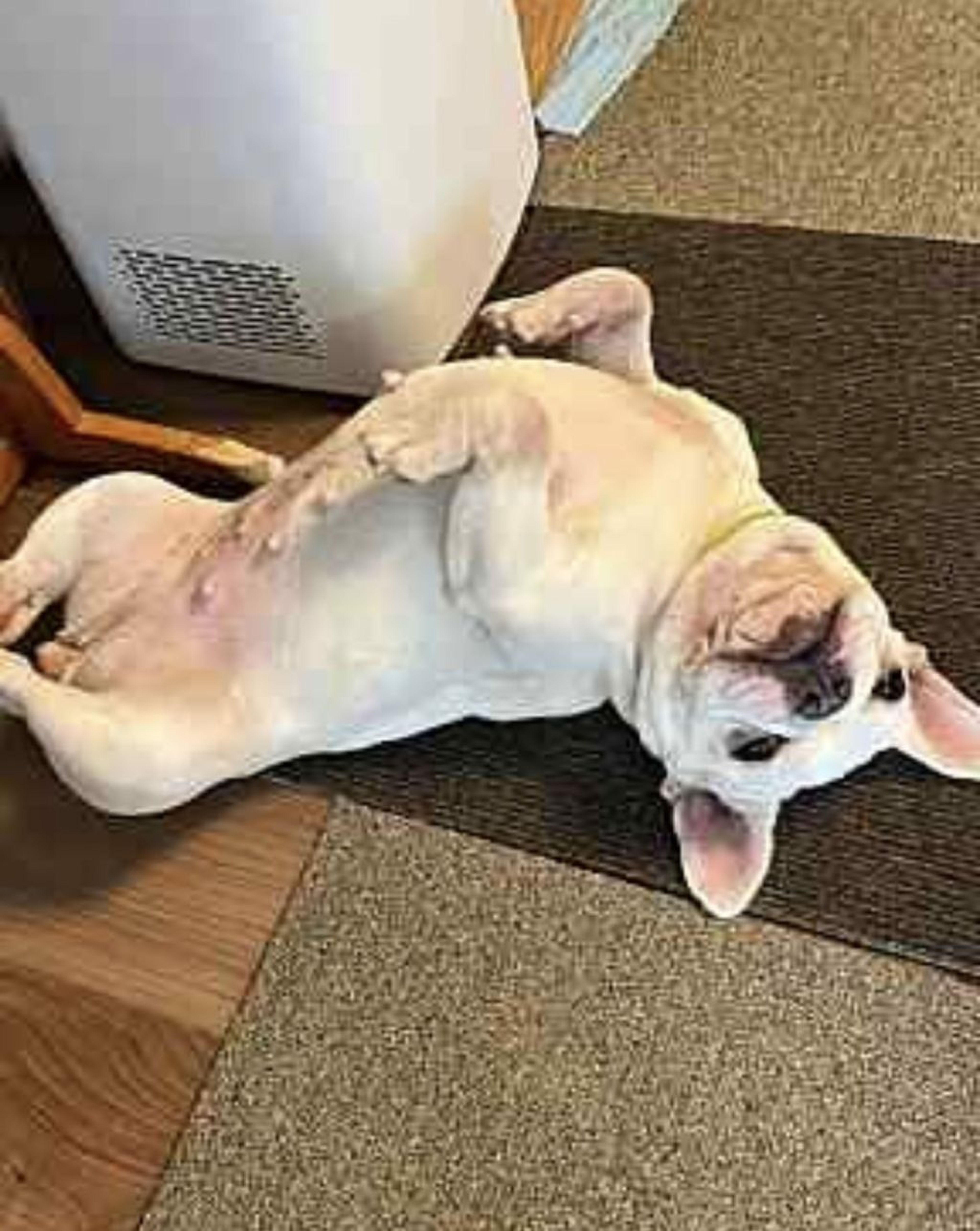 pet-image-8