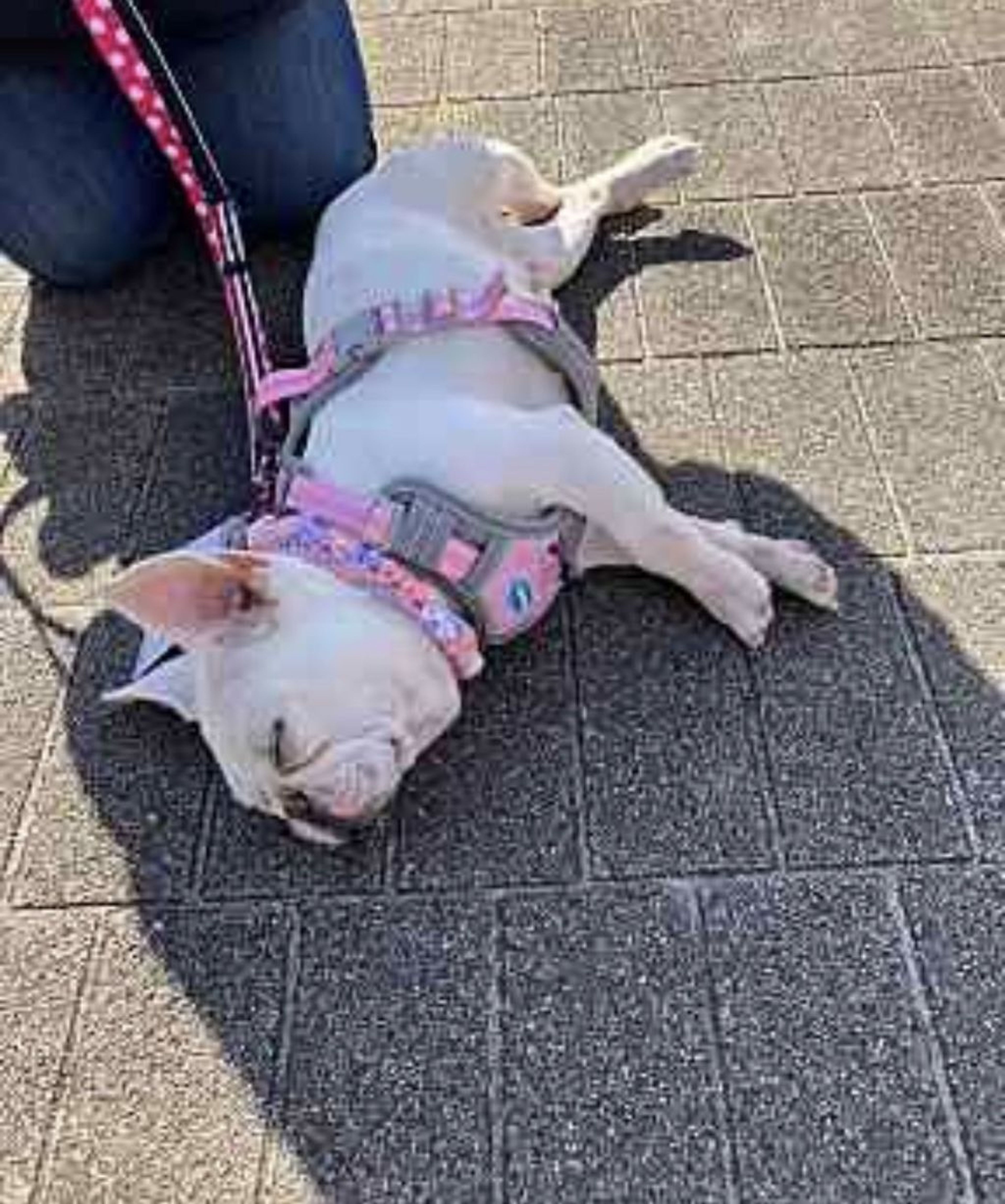 pet-image-9