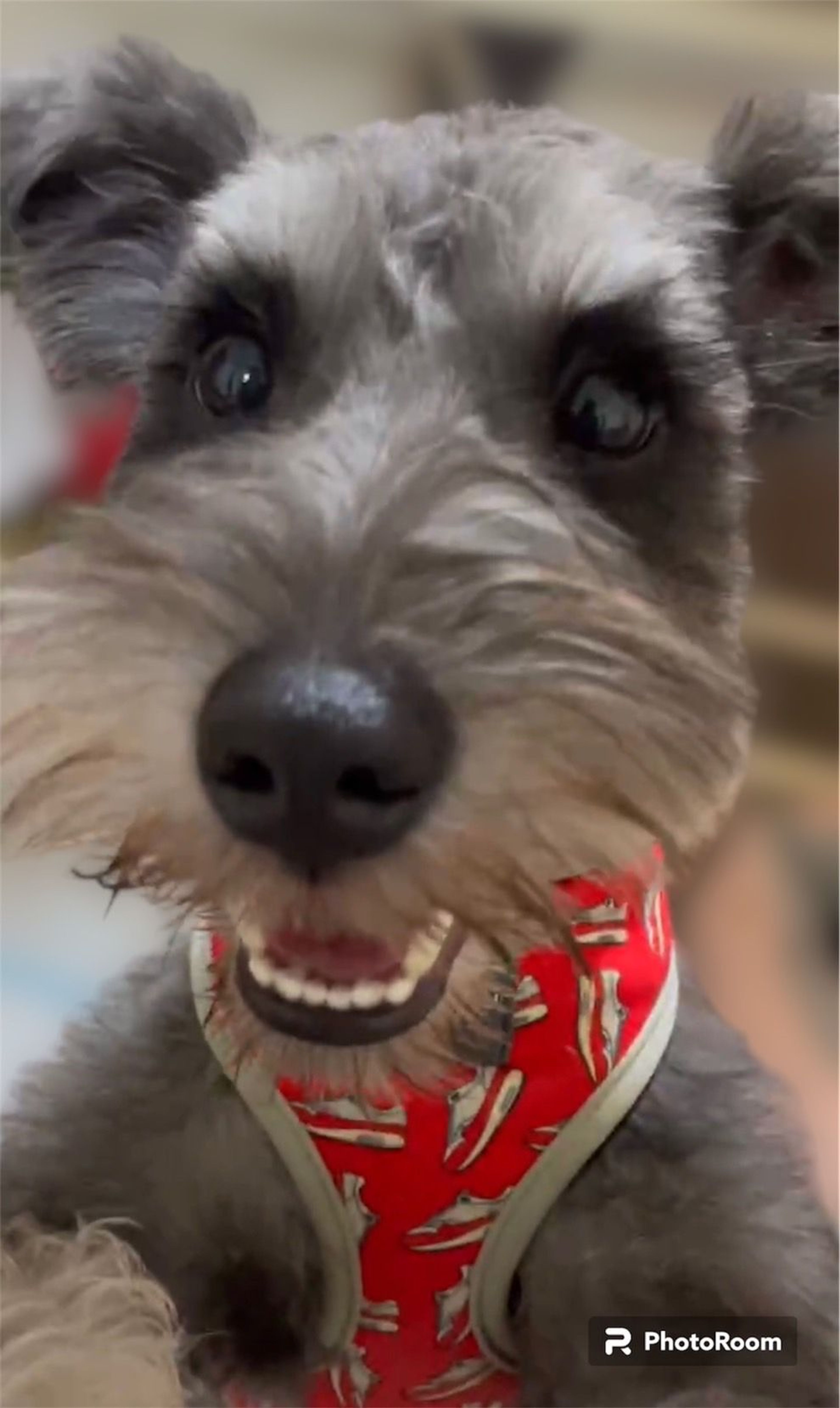pet-image-2