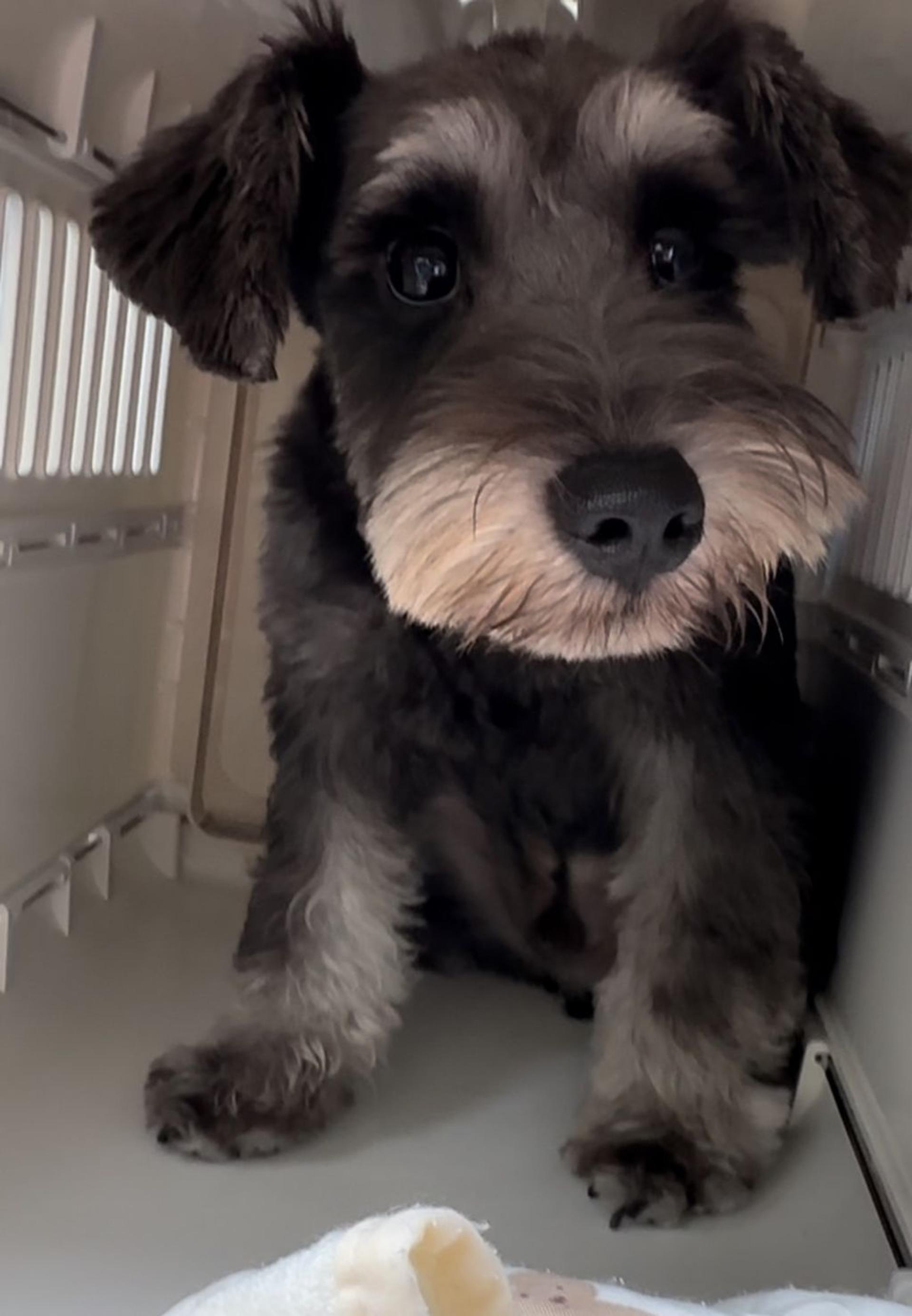 pet-image-3