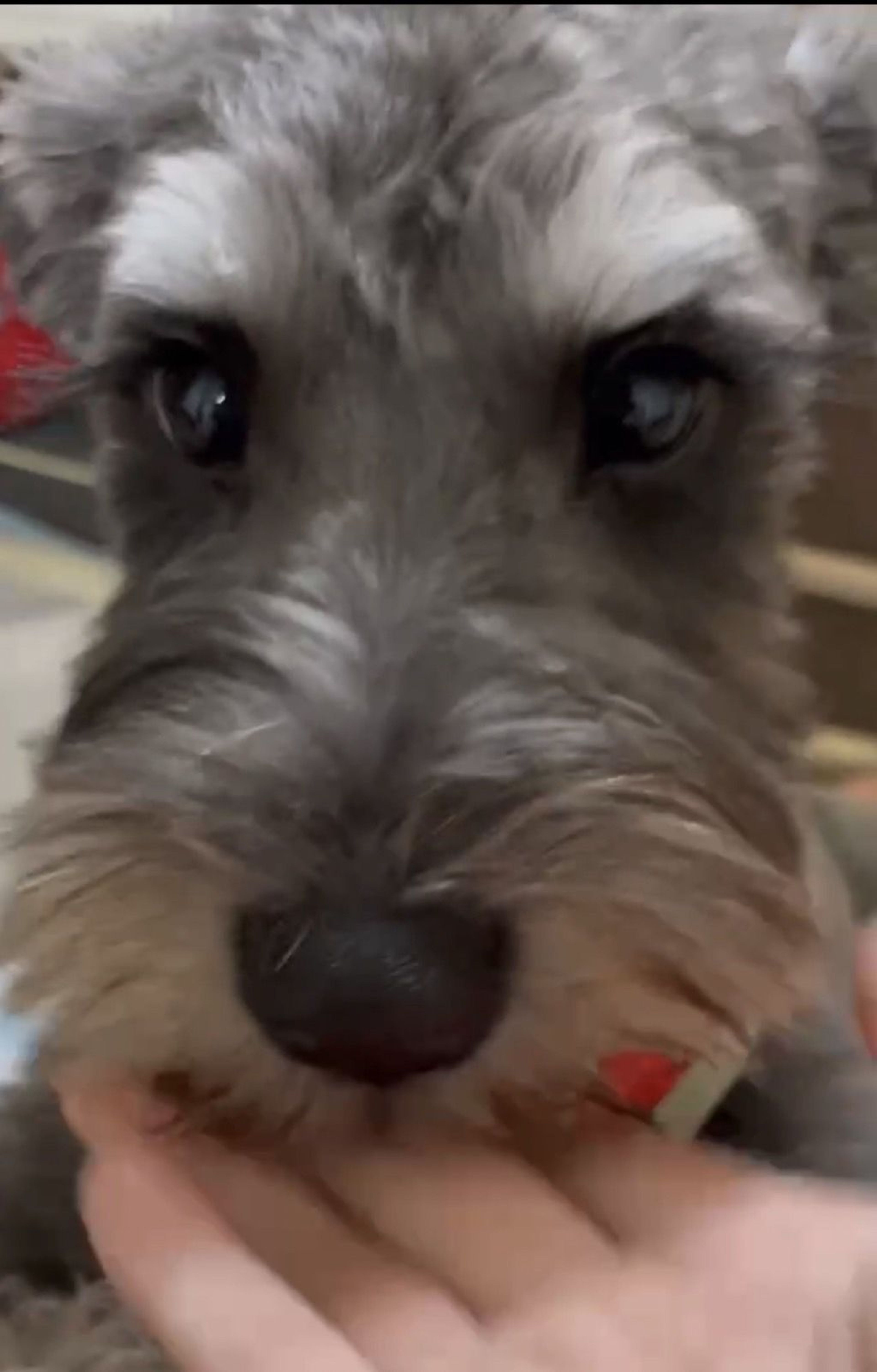 pet-image-4