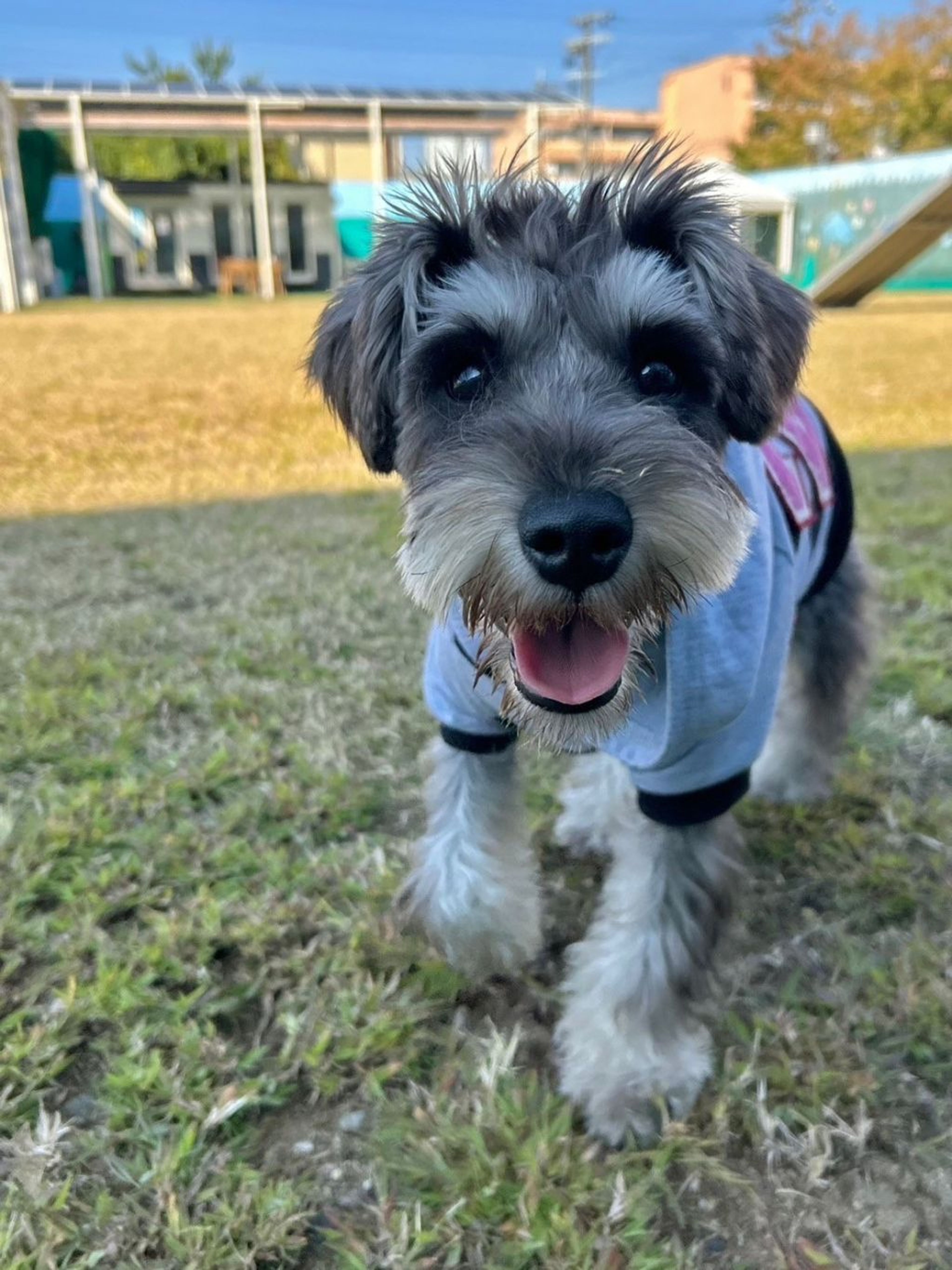 pet-image-6