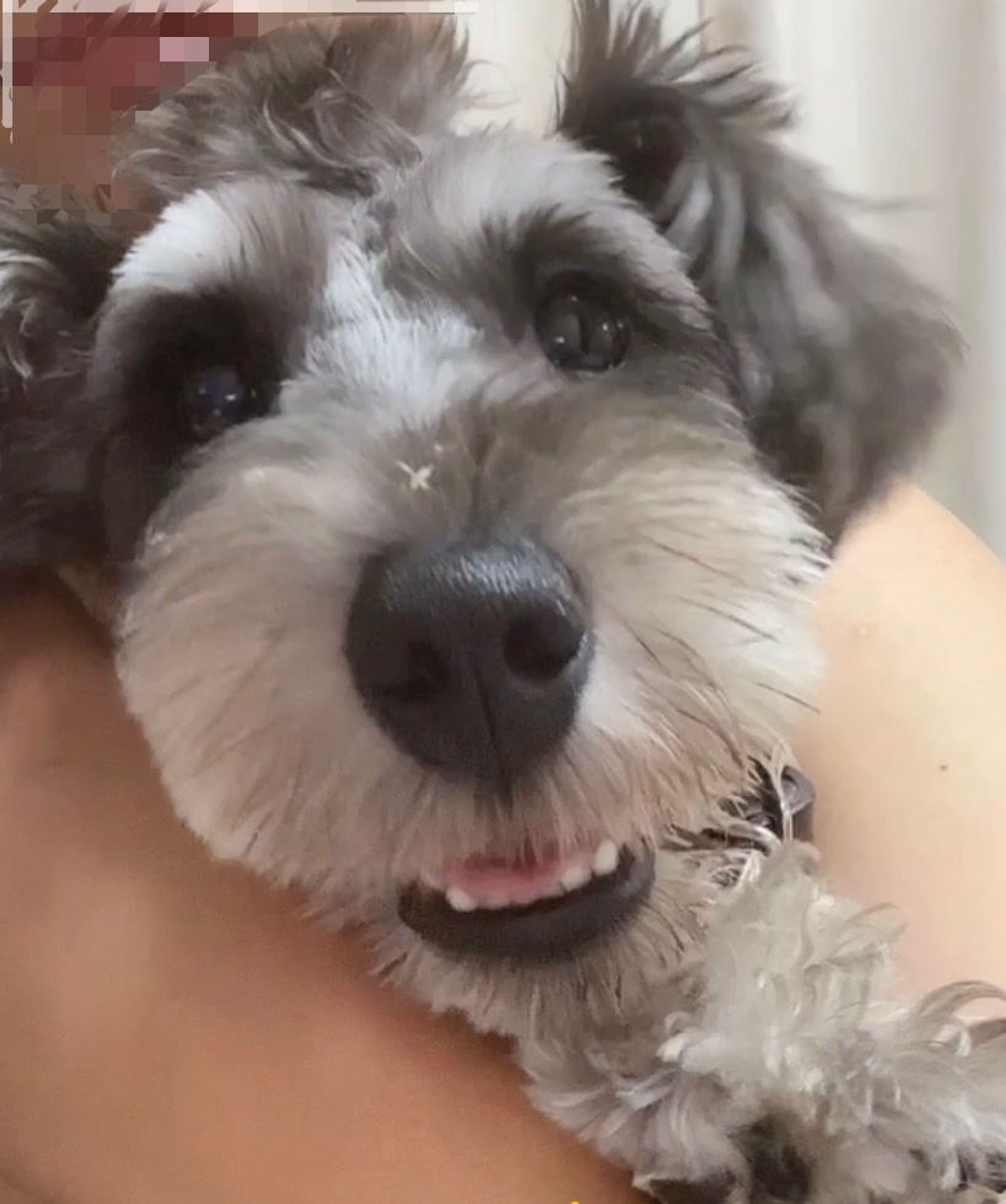 pet-image-8