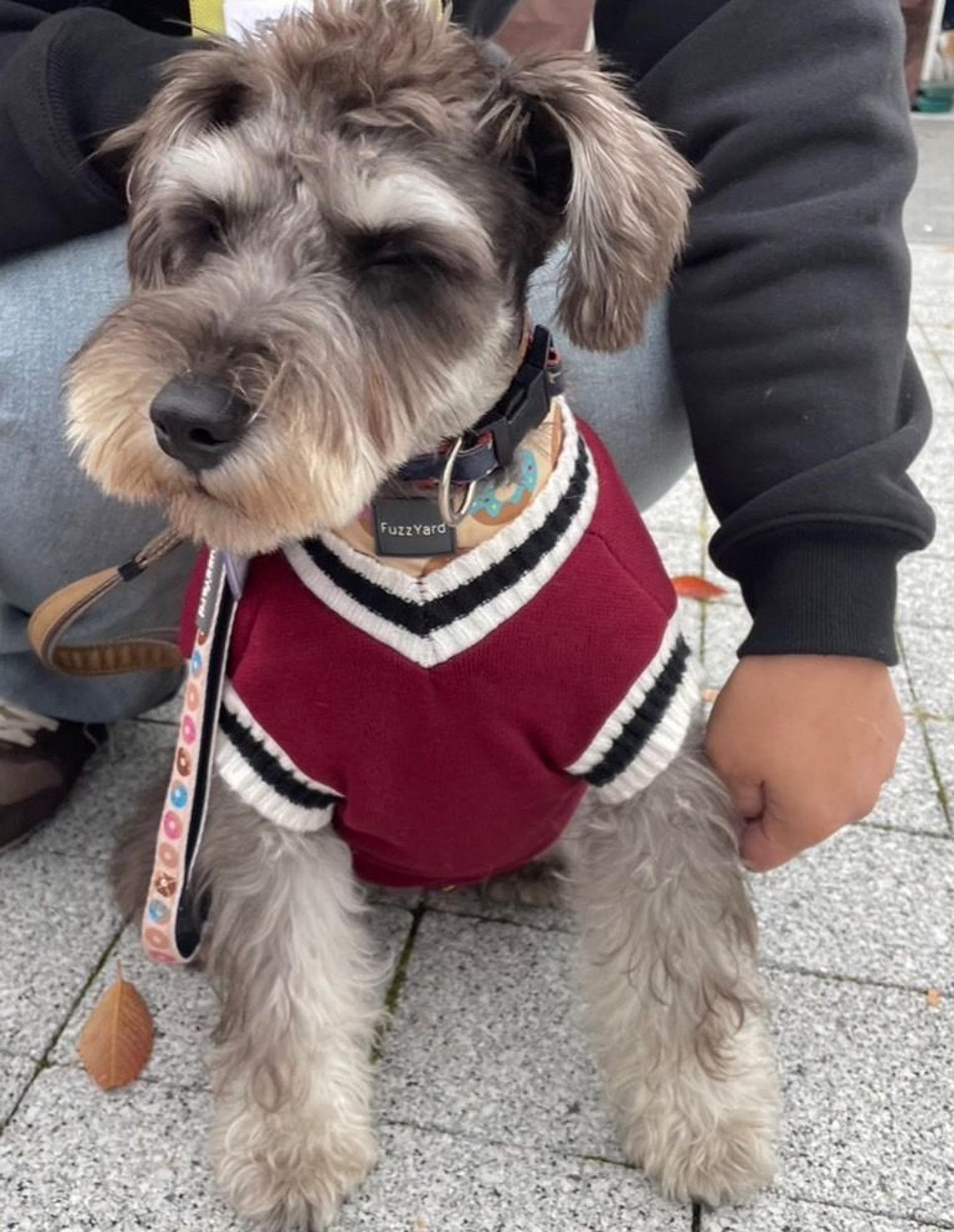 pet-image-9