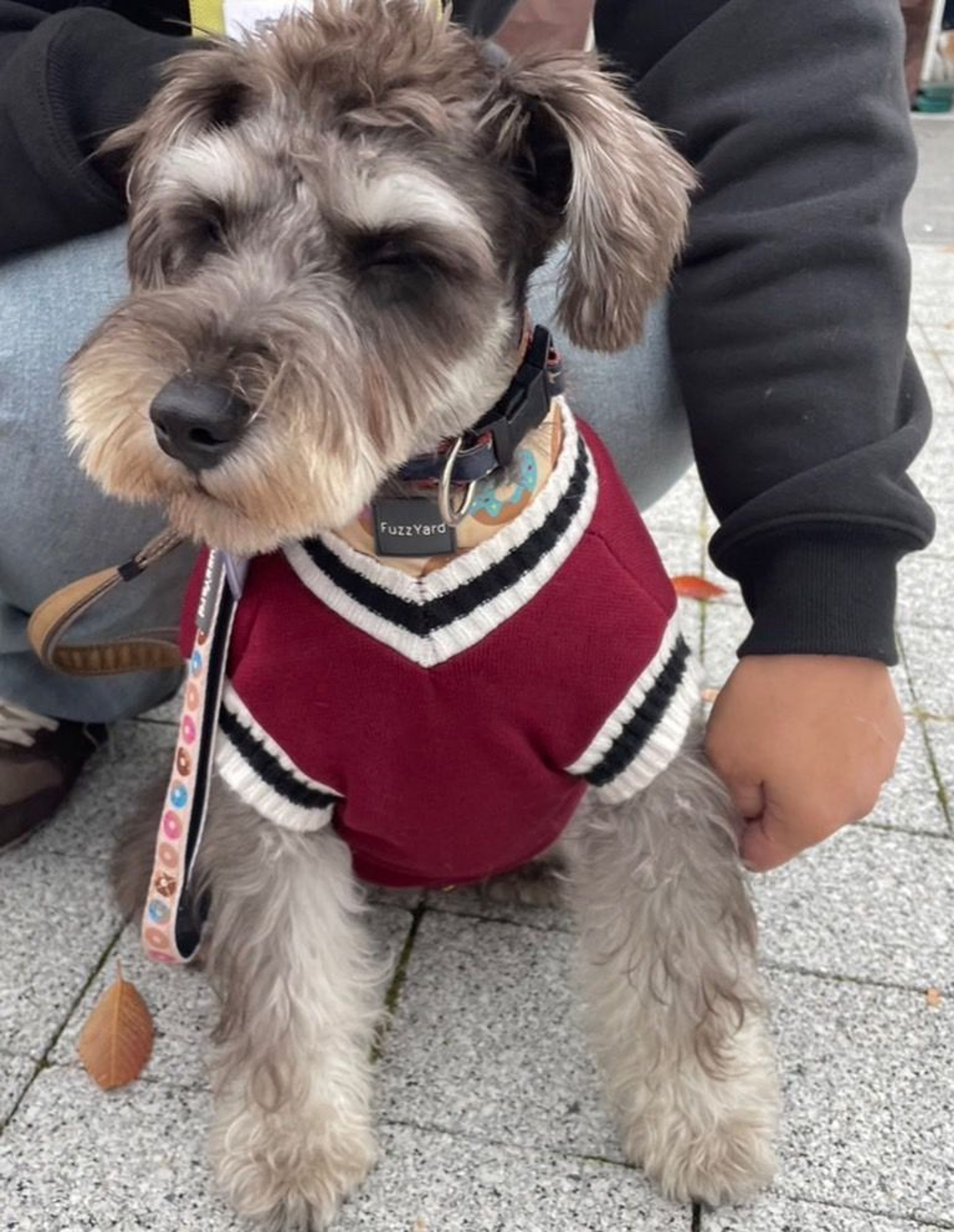 pet-image-9