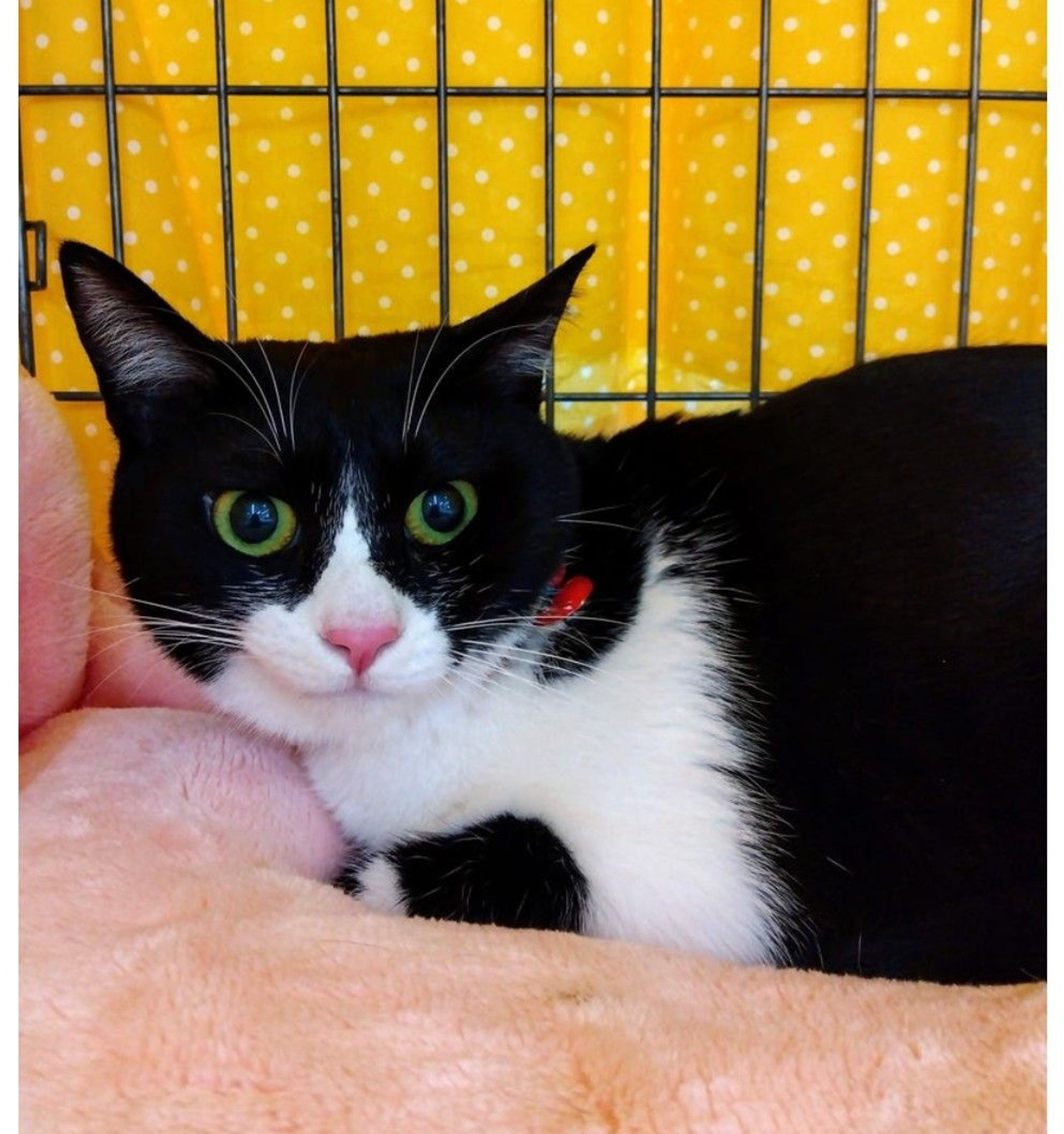 雑種（ミックス猫）・メスの里親募集の写真