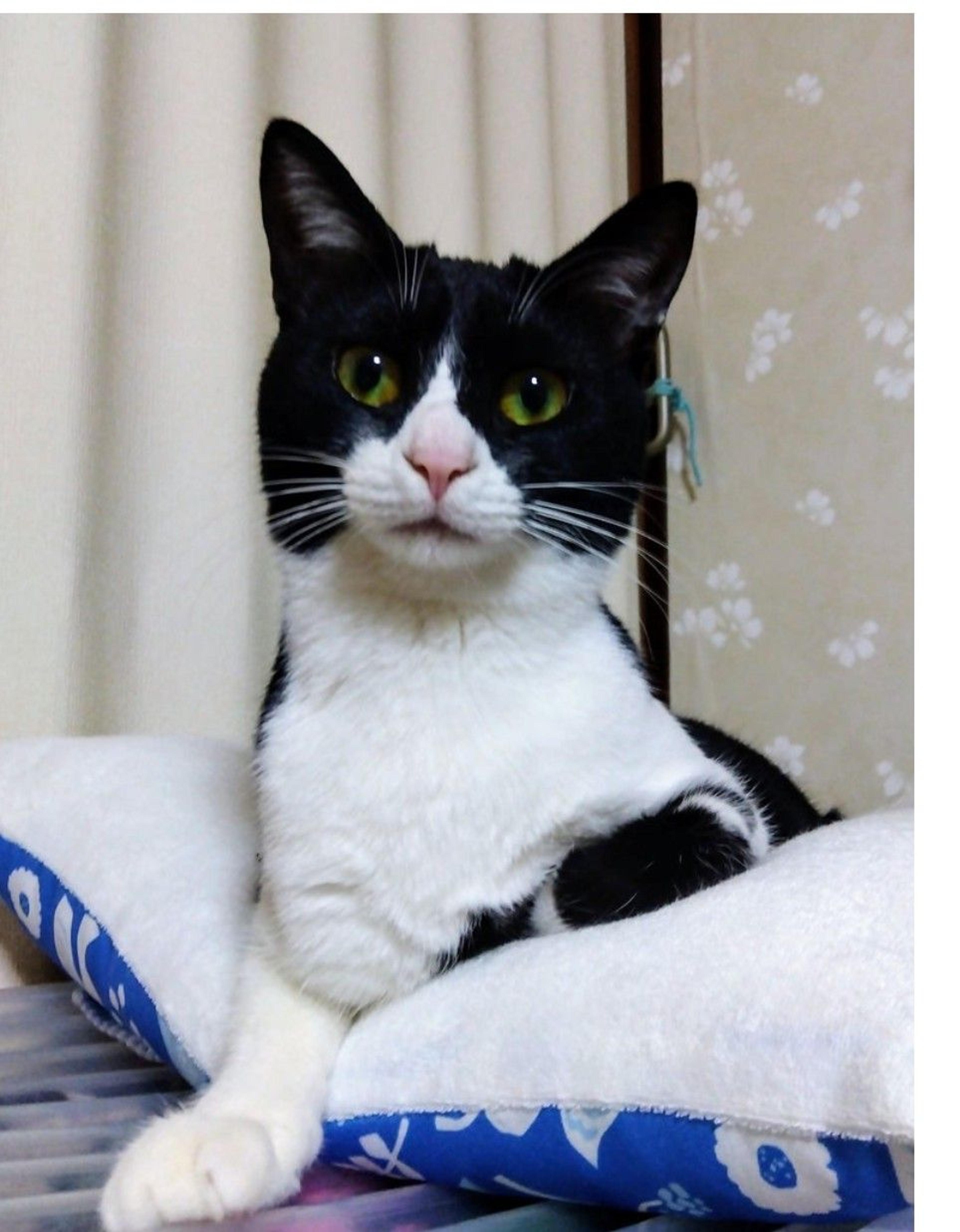 pet-image-2