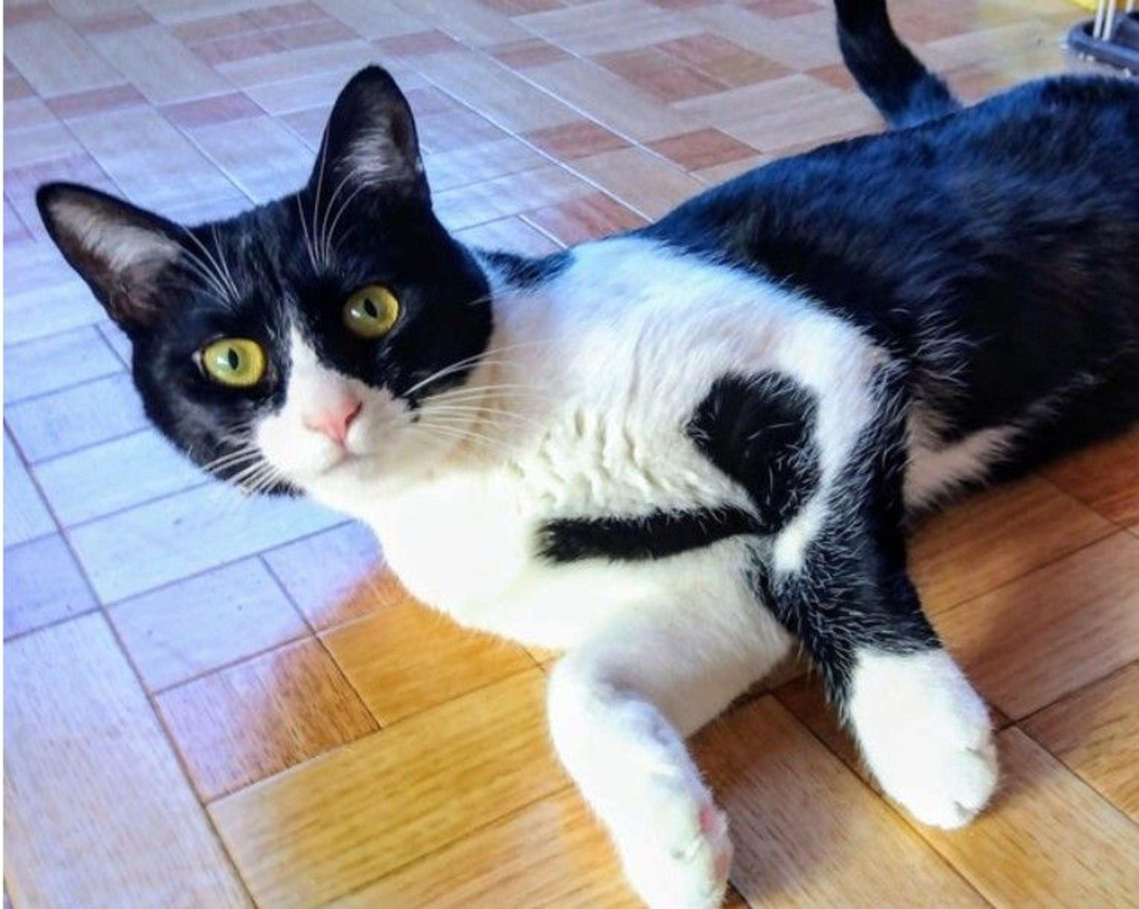 pet-image-3