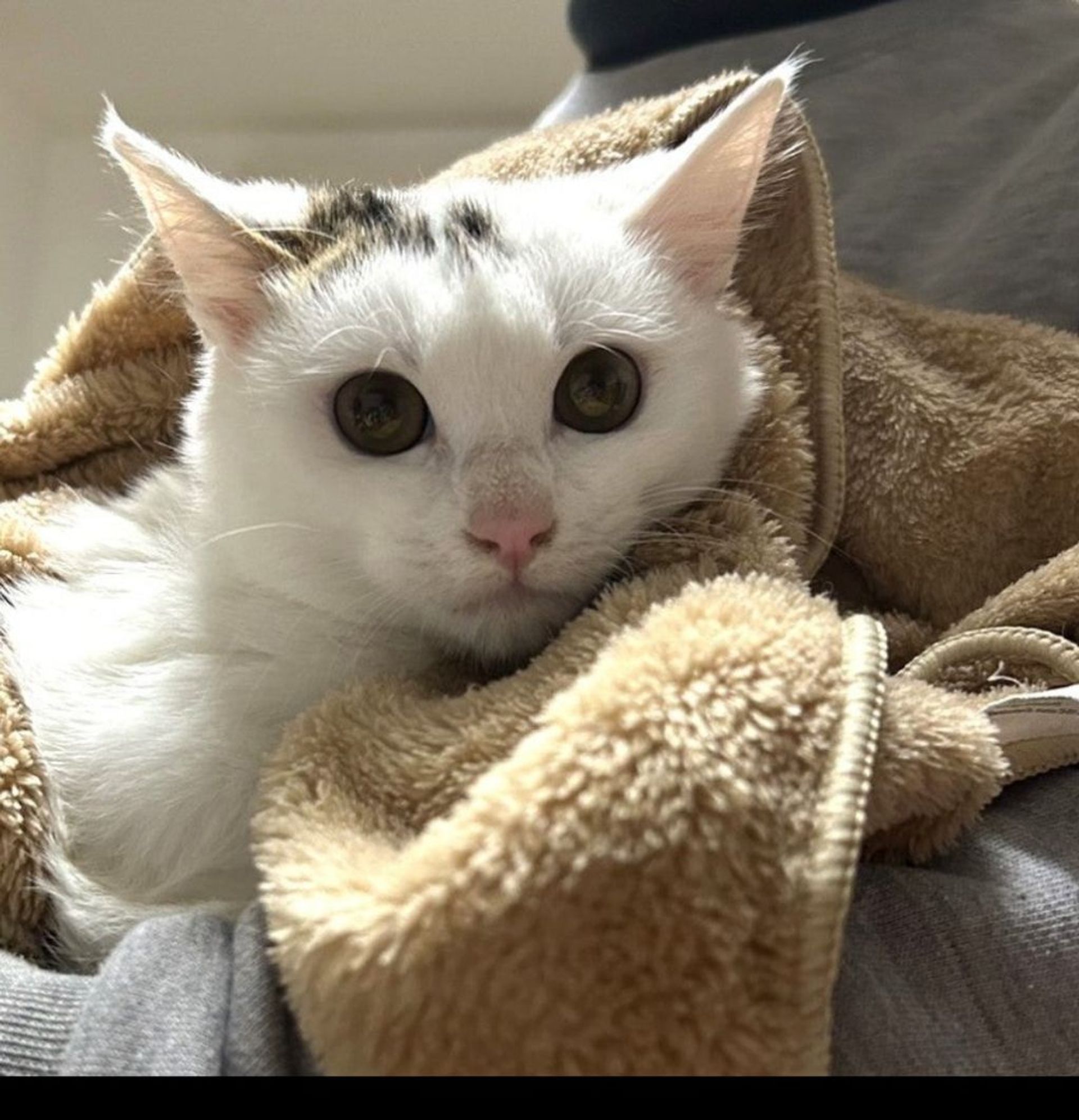 雑種（ミックス猫）・メスの里親募集の写真