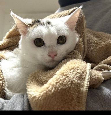 雪ちゃん