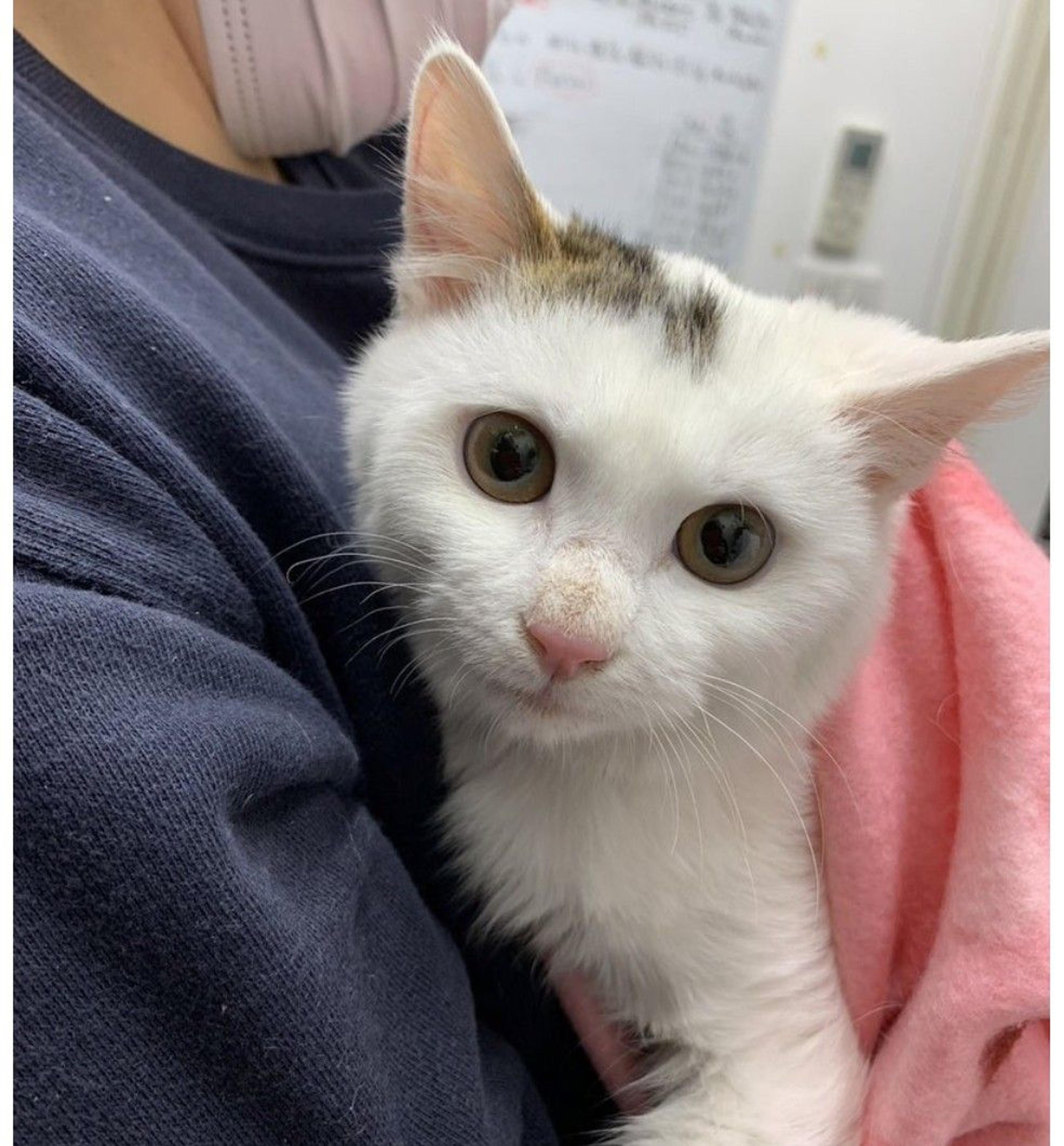 pet-image-2