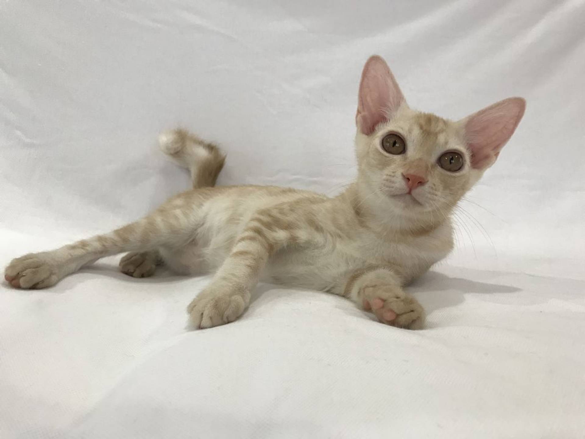 雑種（ミックス猫）・オスの里親募集の写真