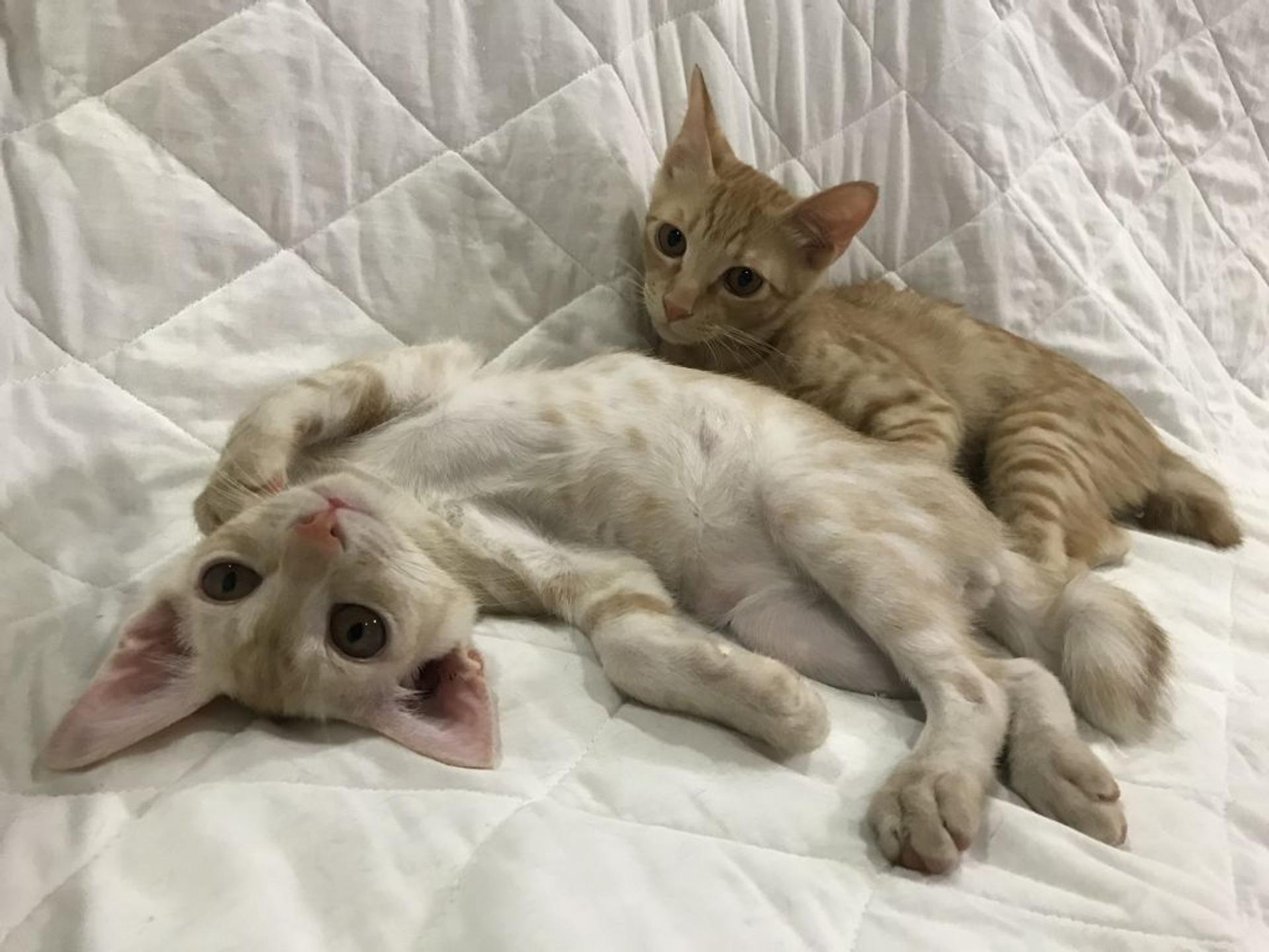 pet-image-3
