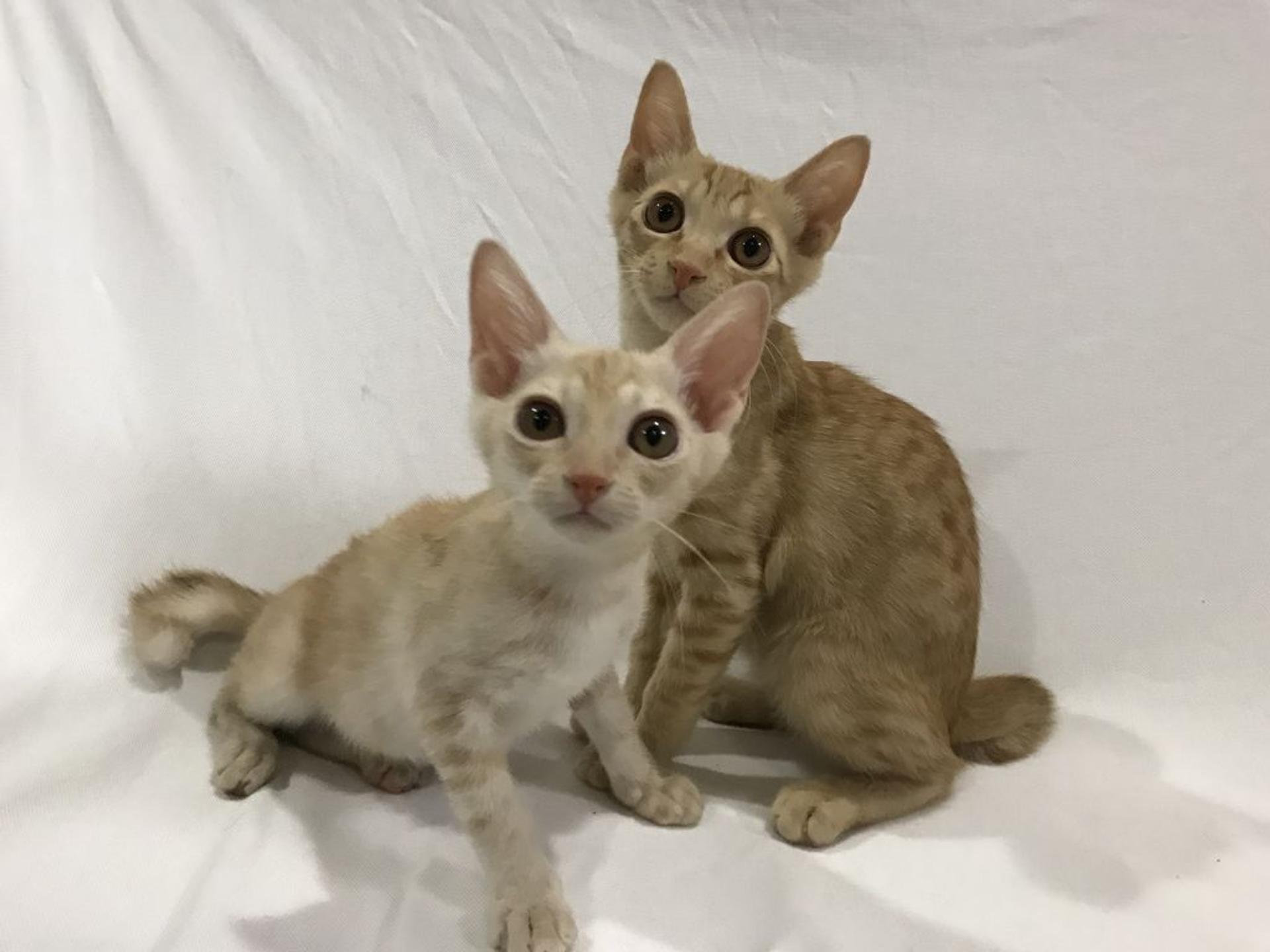 pet-image-4