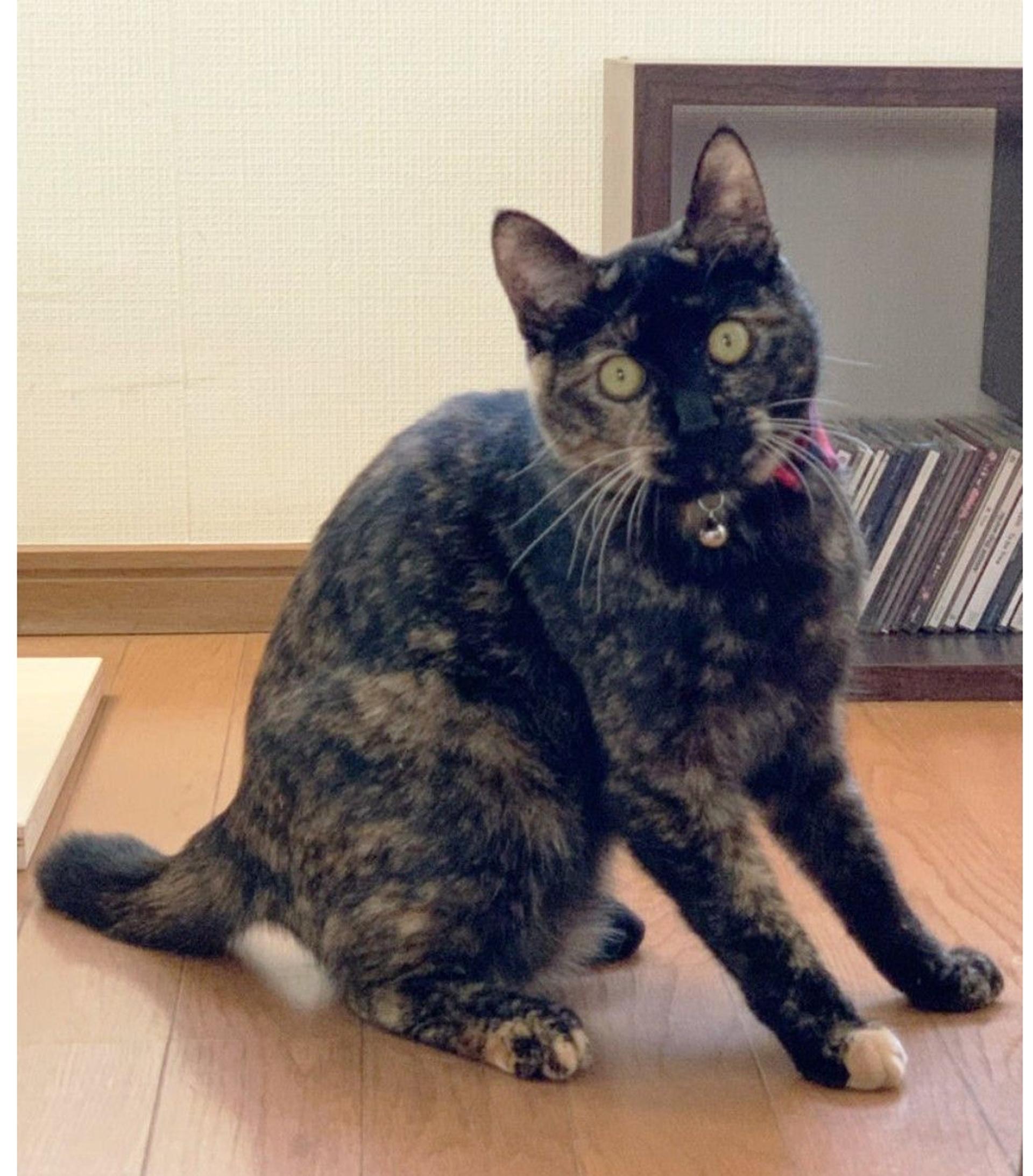 pet-image-2