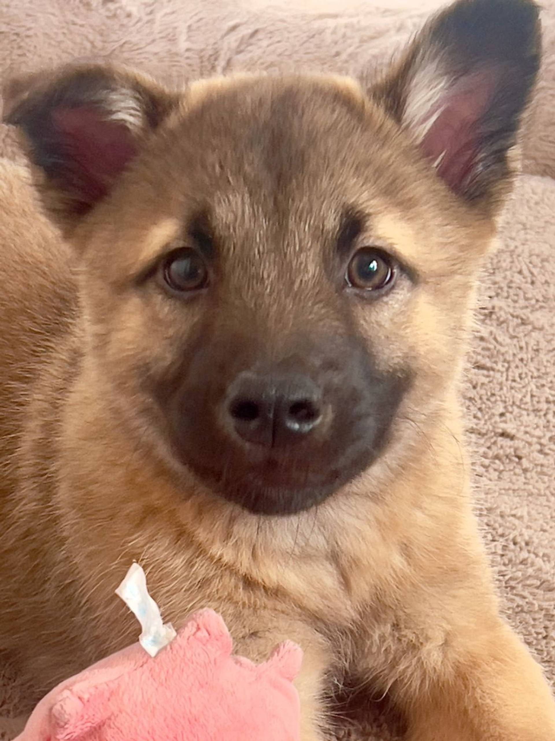 雑種（ミックス犬）・オスの里親募集の写真