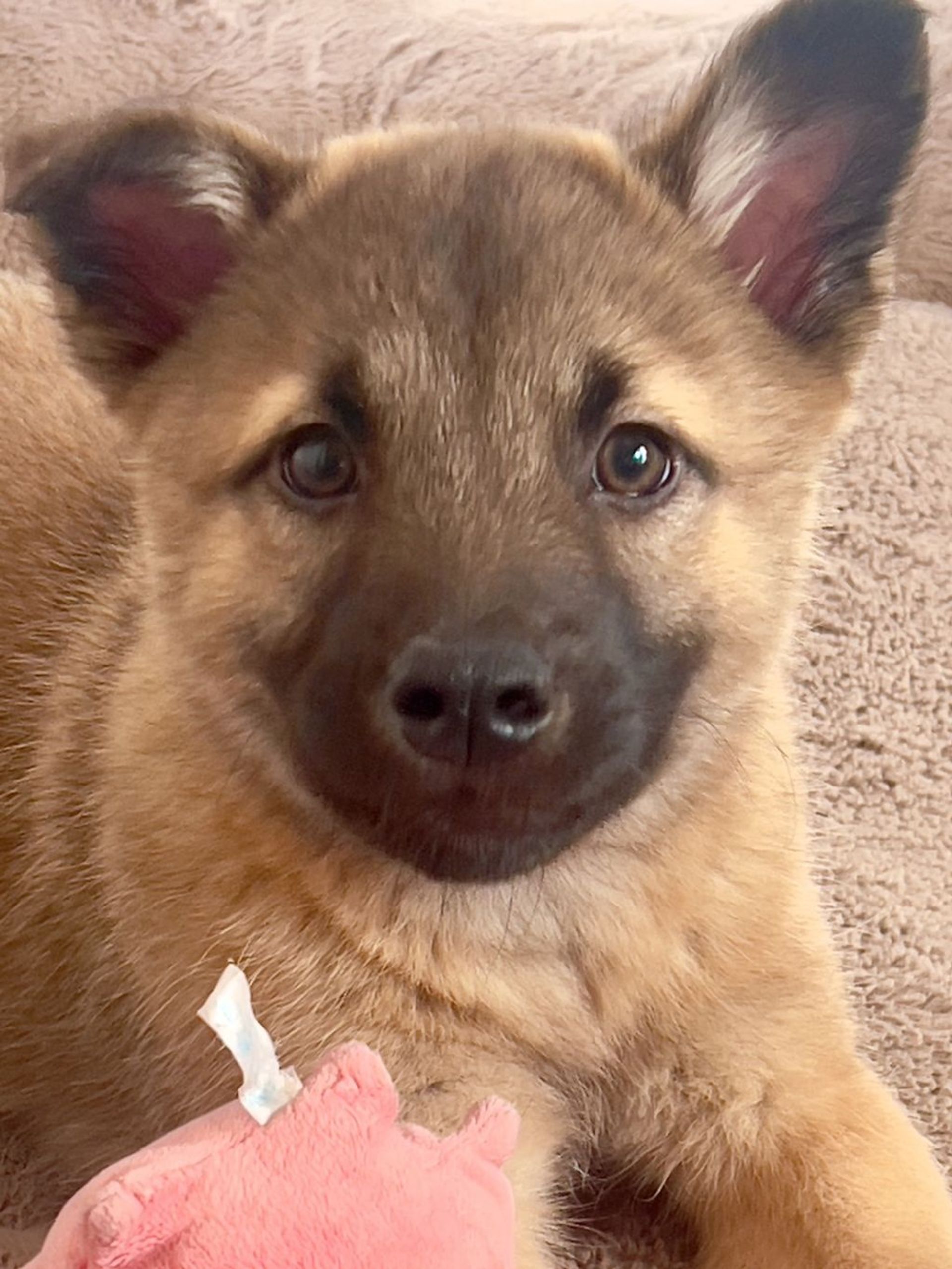 雑種（ミックス犬）・オスの里親募集の写真