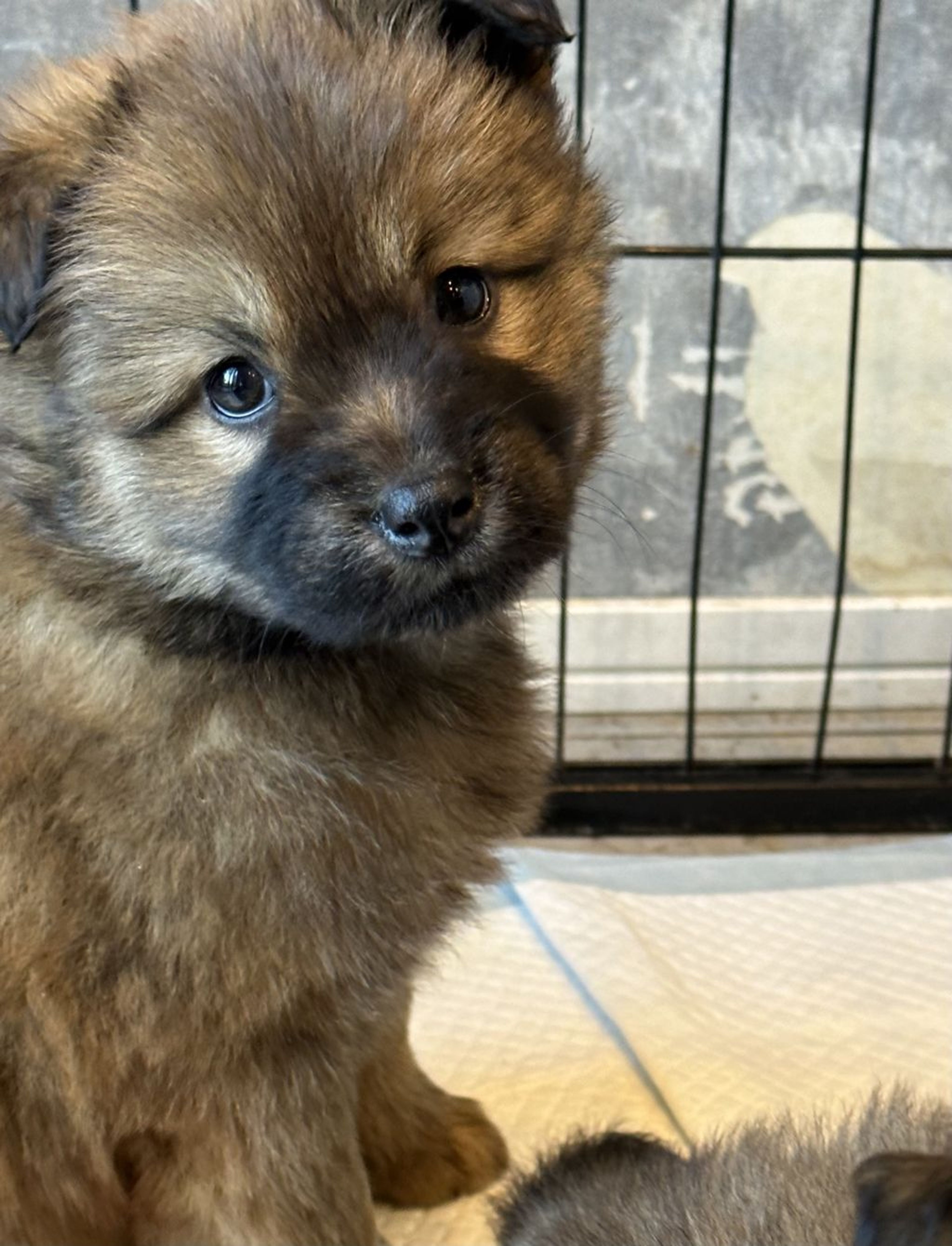 雑種（ミックス犬）・メスの里親募集の写真