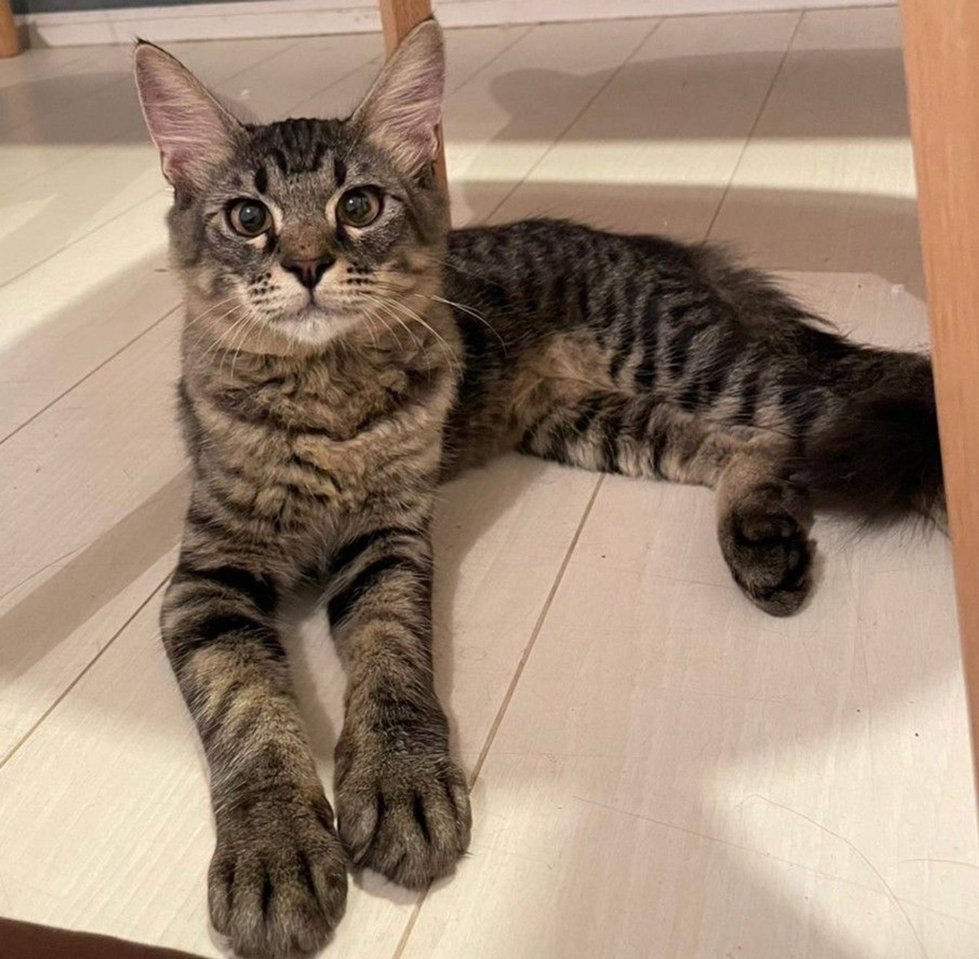 日本猫・オスの里親募集の写真