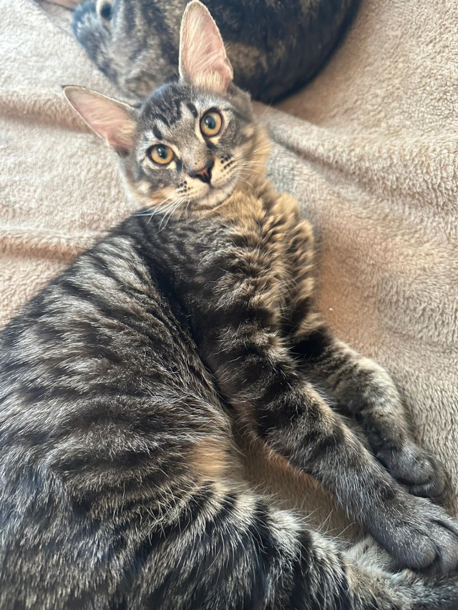 pet-image-2