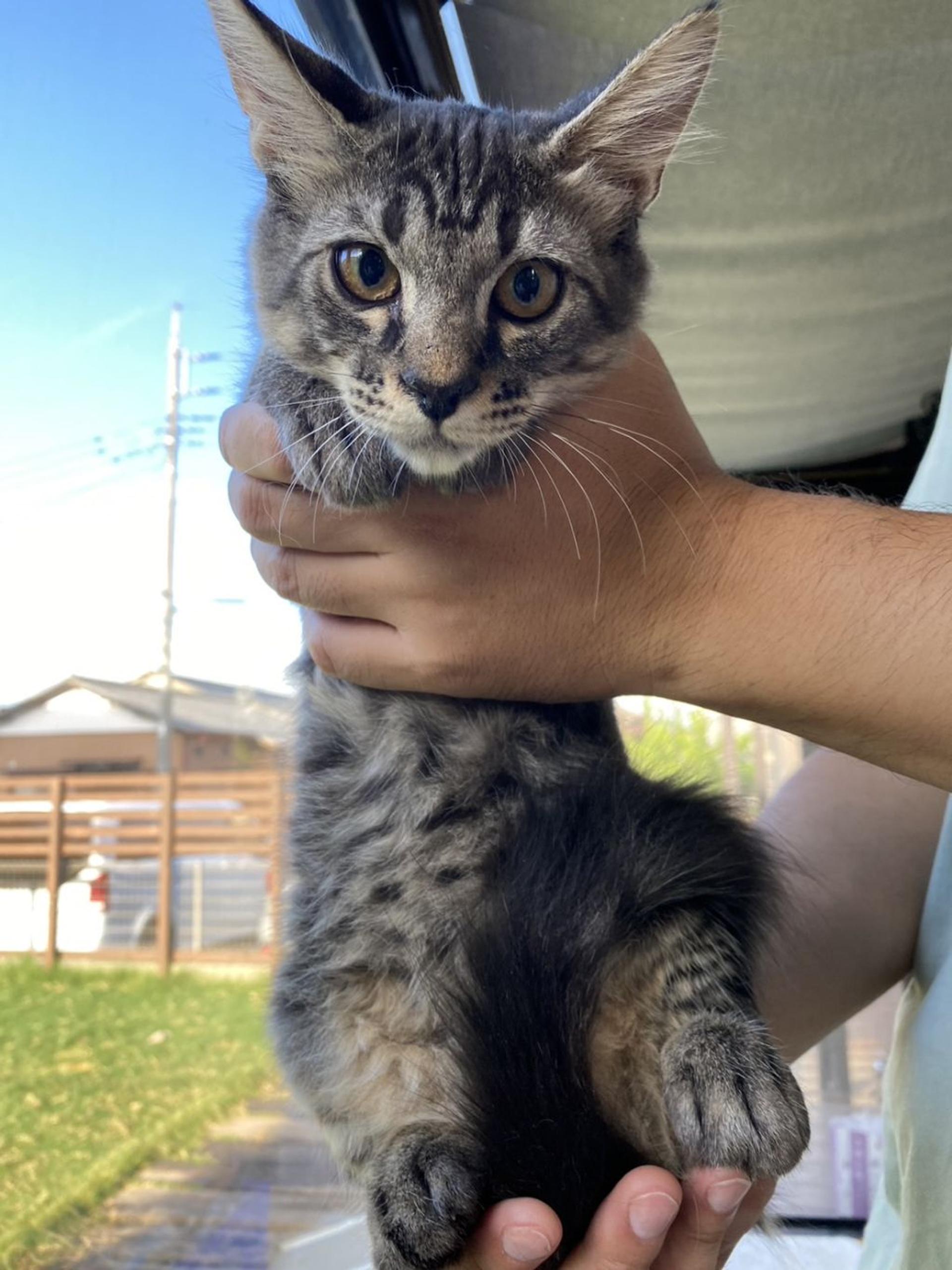 pet-image-4