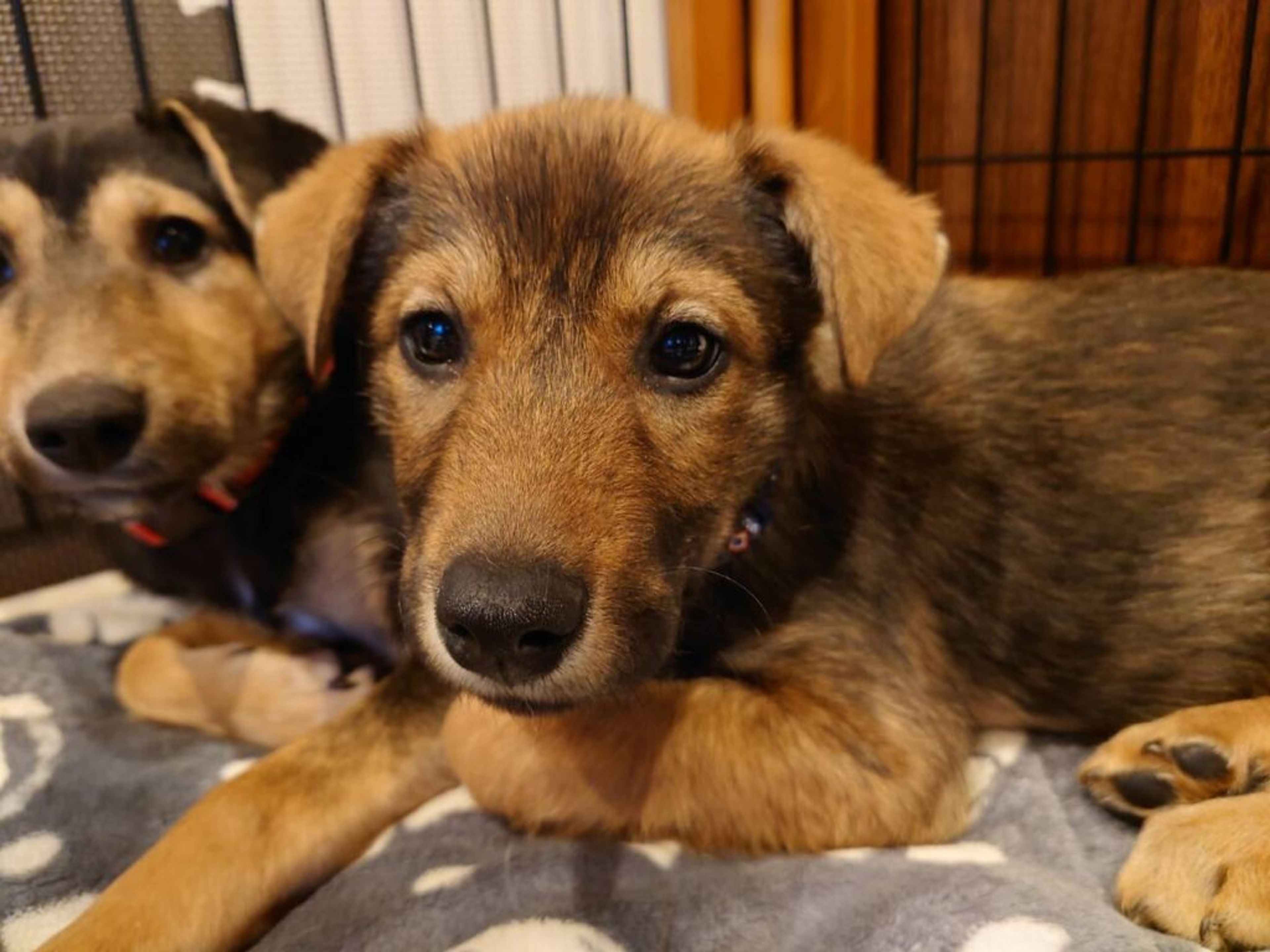 雑種（ミックス犬）・メスの里親募集の写真