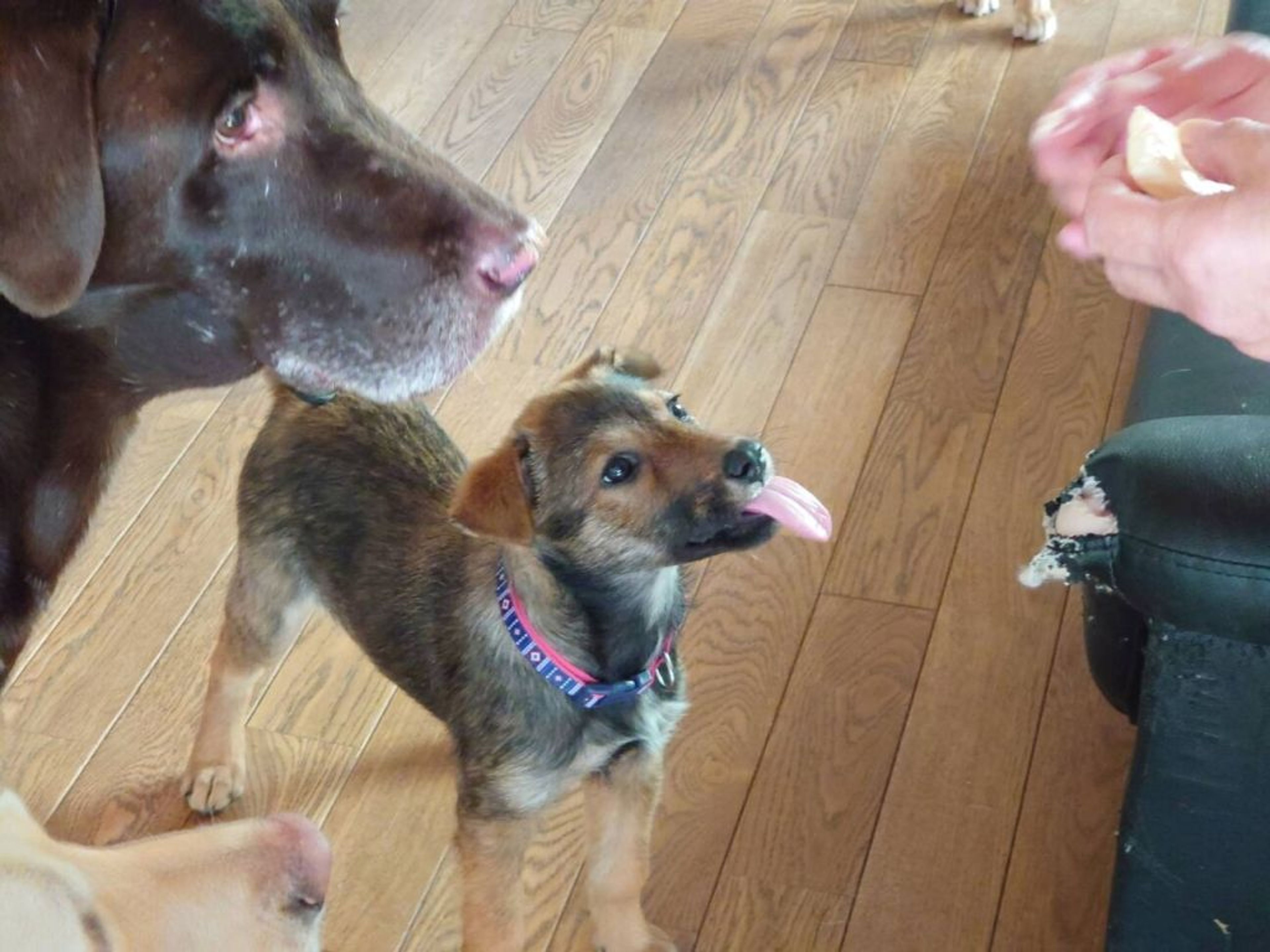 pet-image-2