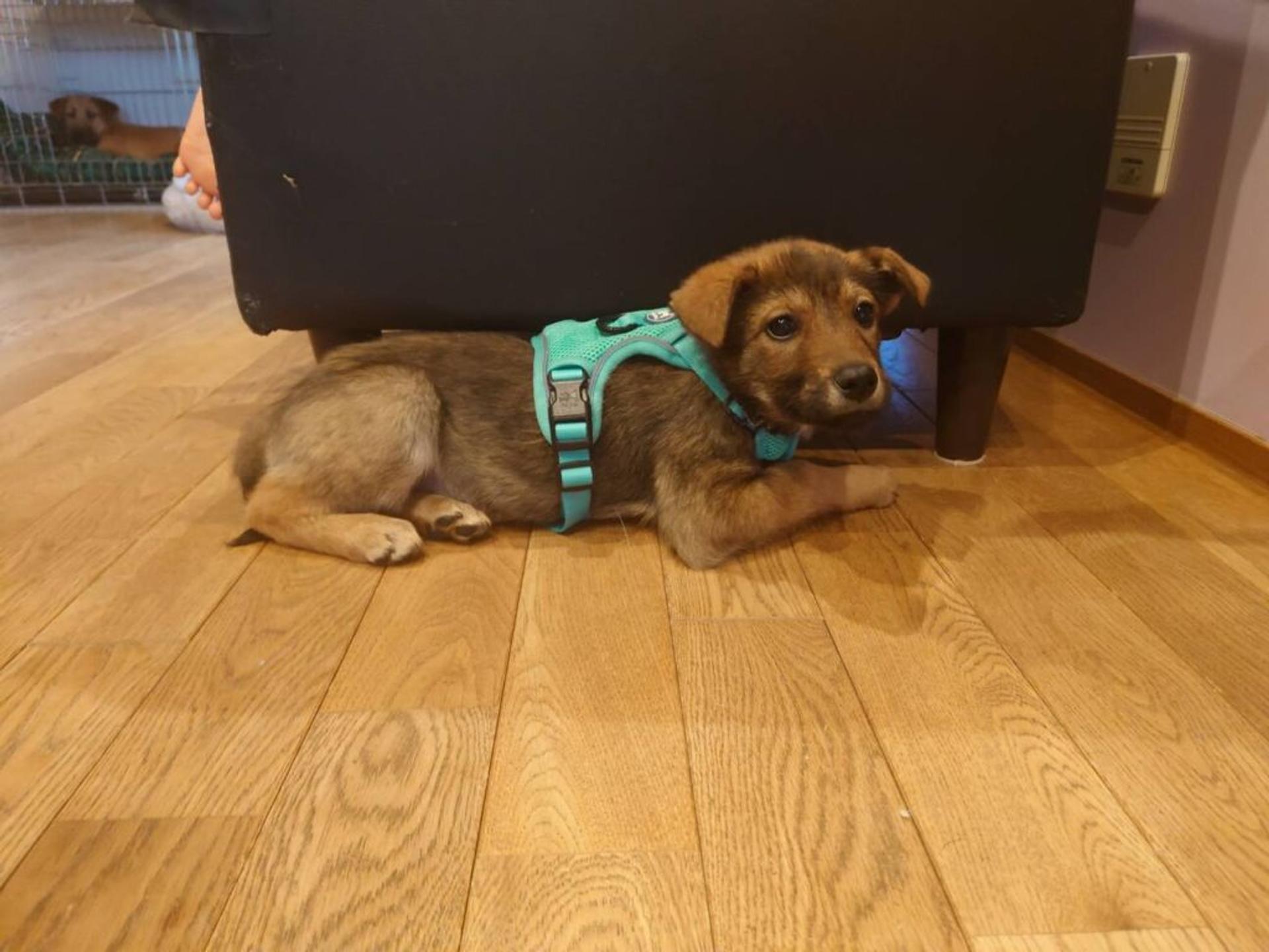 pet-image-3
