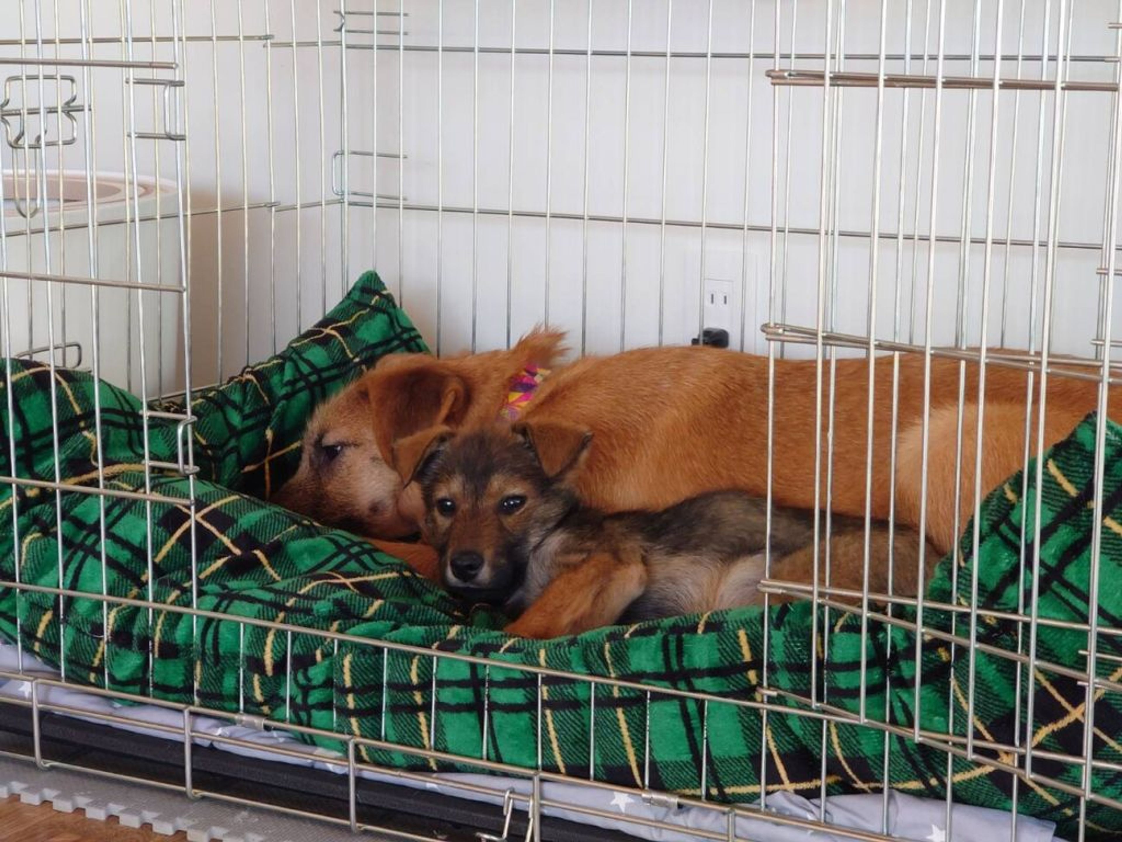 pet-image-4