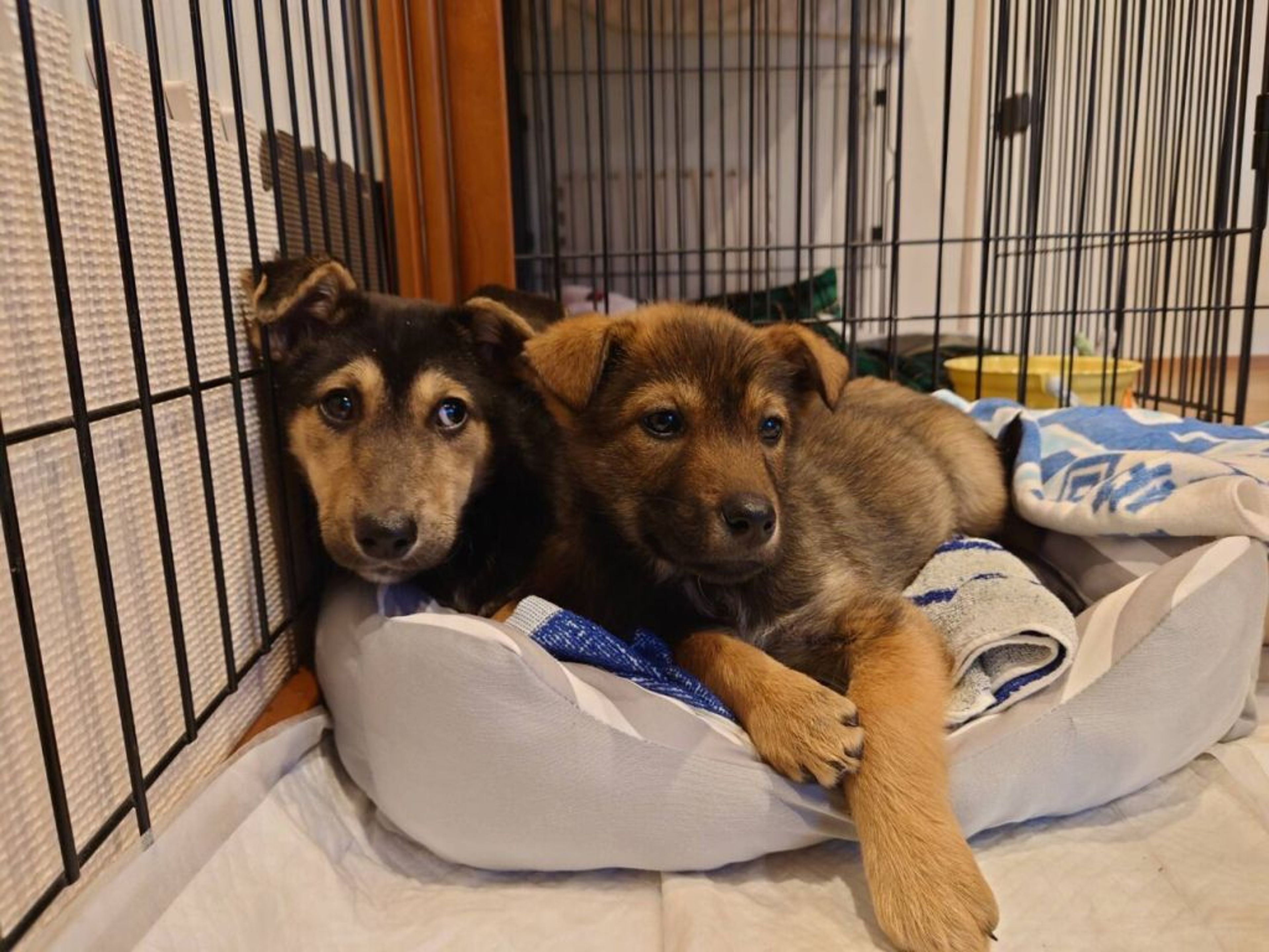 pet-image-5