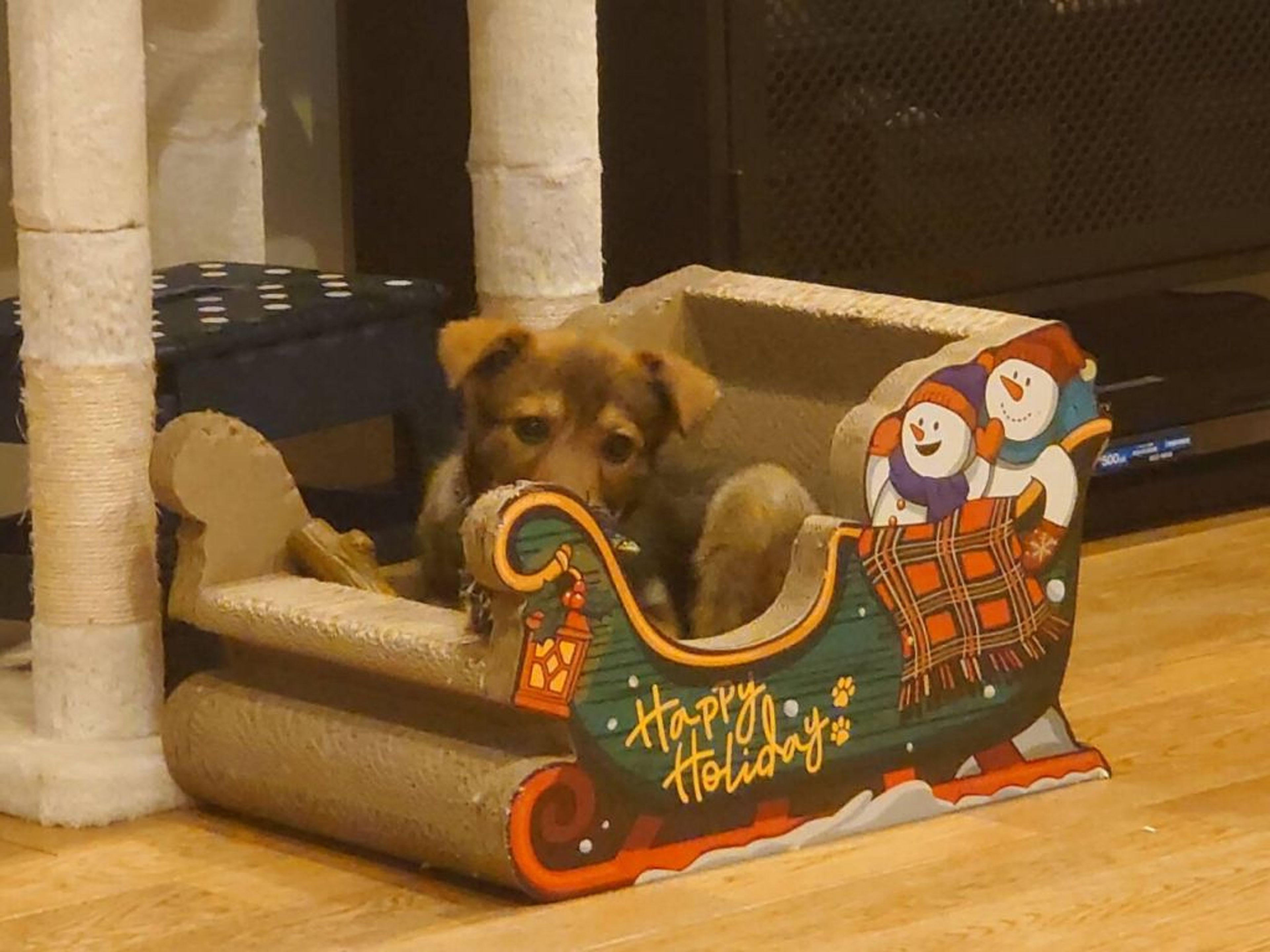 pet-image-6