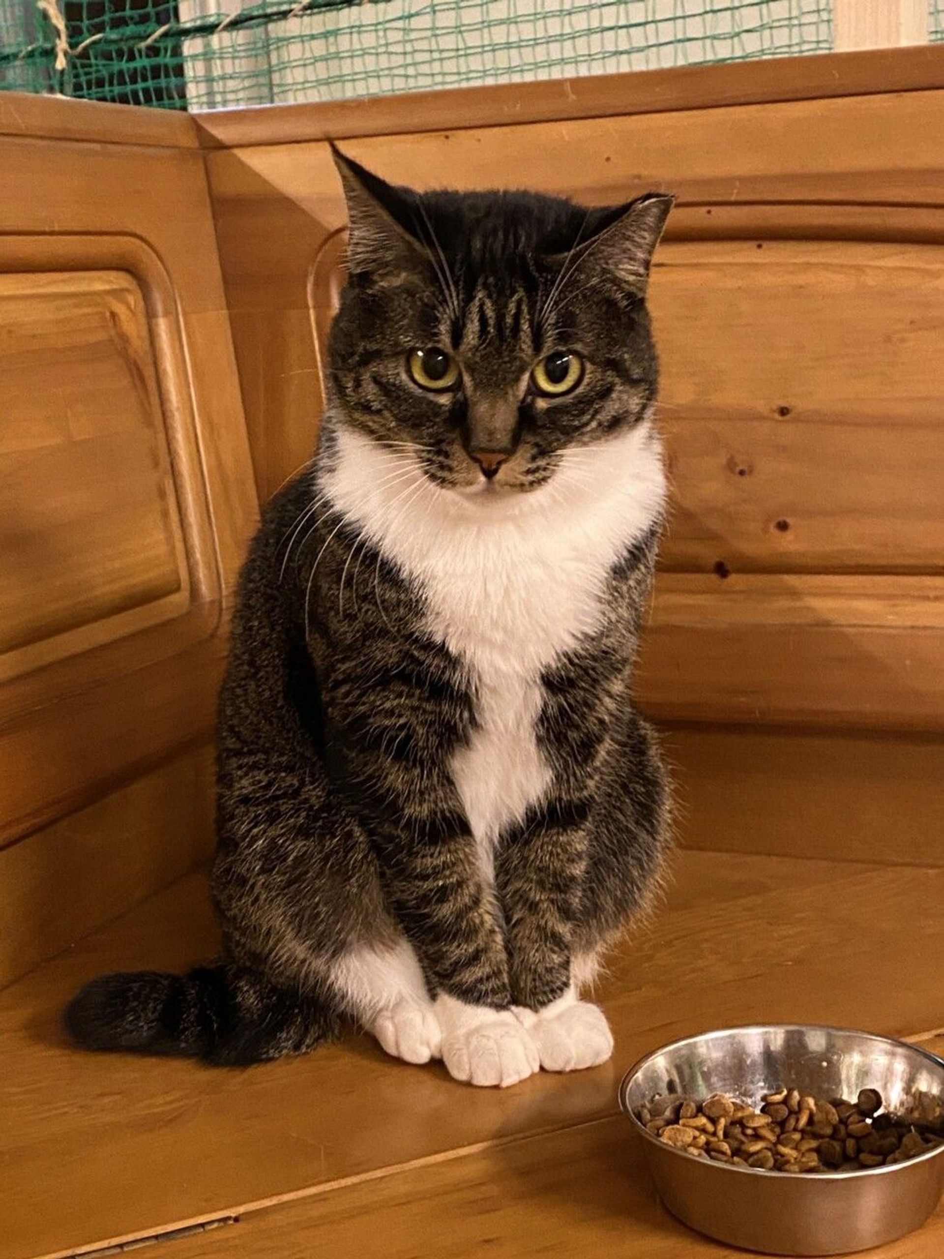 雑種（ミックス猫）・メスの里親募集の写真