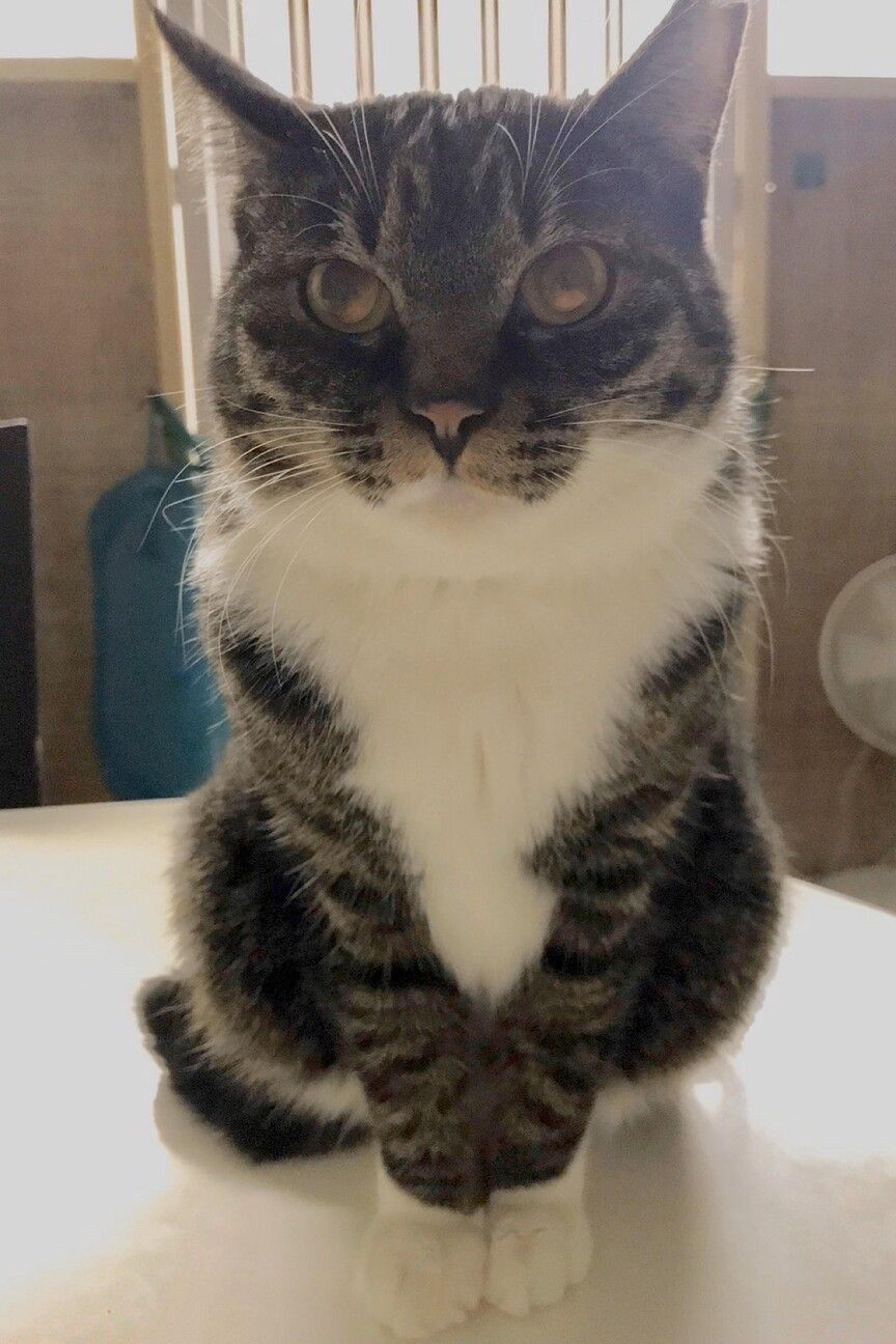 pet-image-2