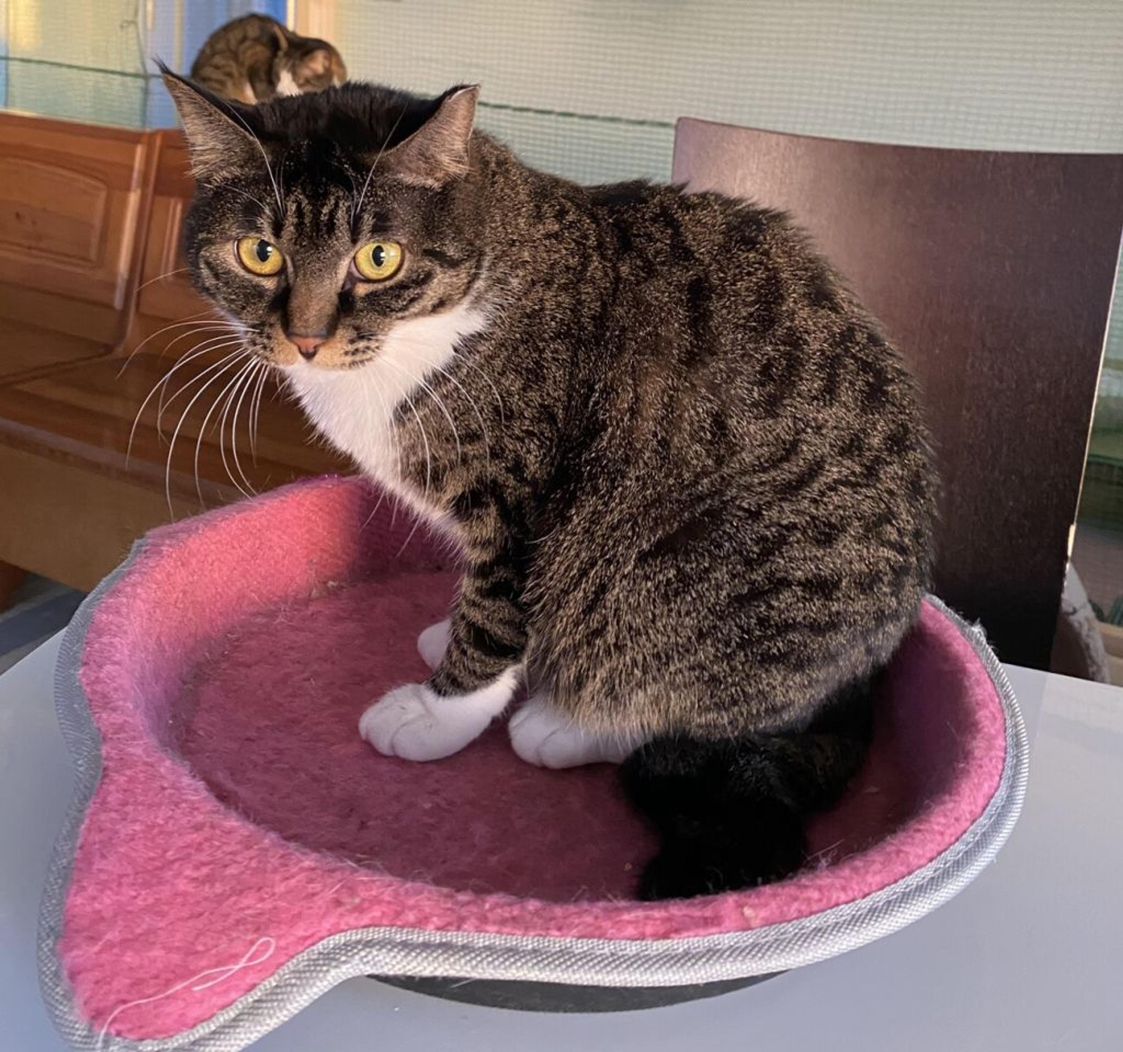 pet-image-3