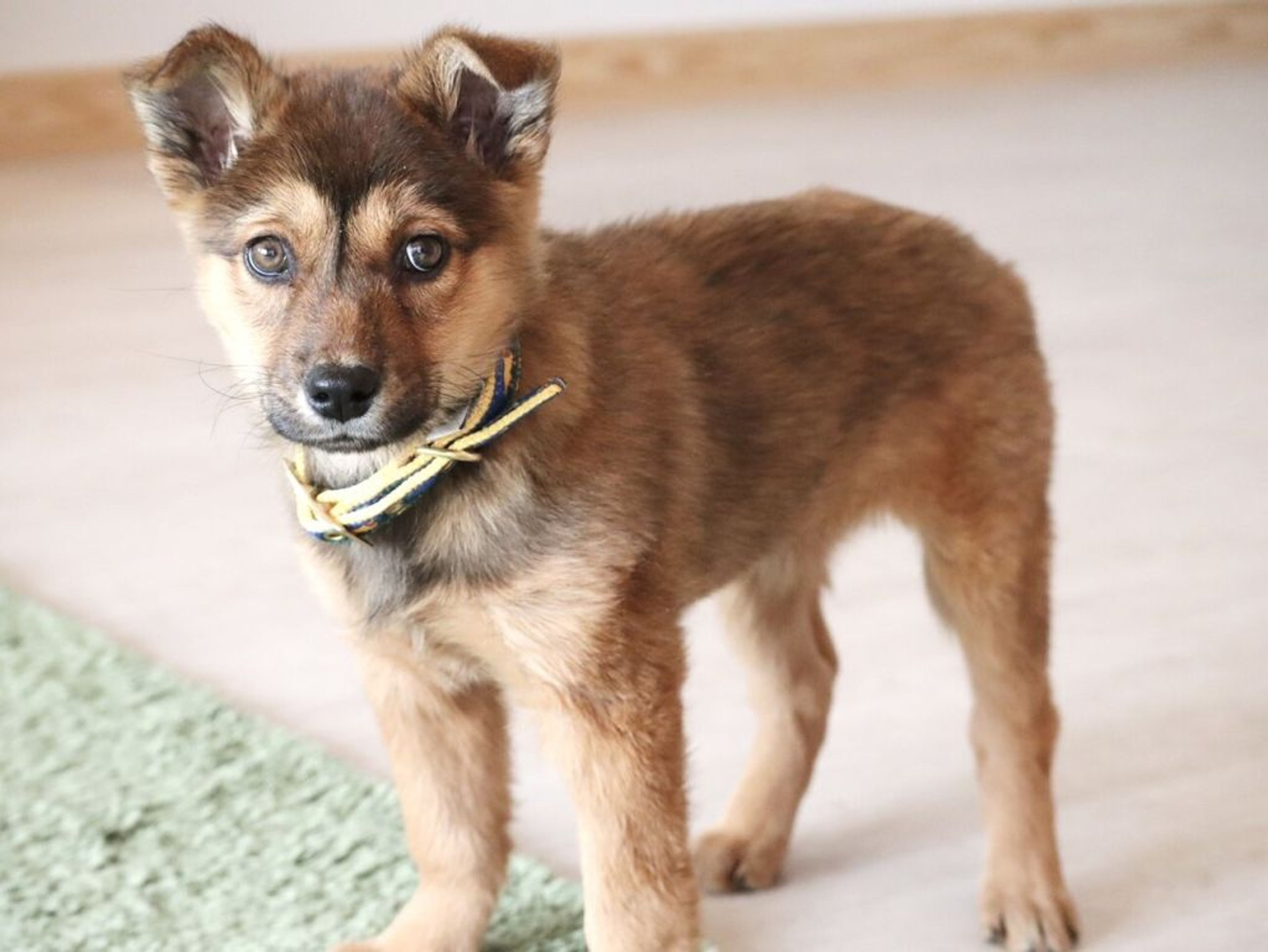 雑種（ミックス犬）・メスの里親募集の写真