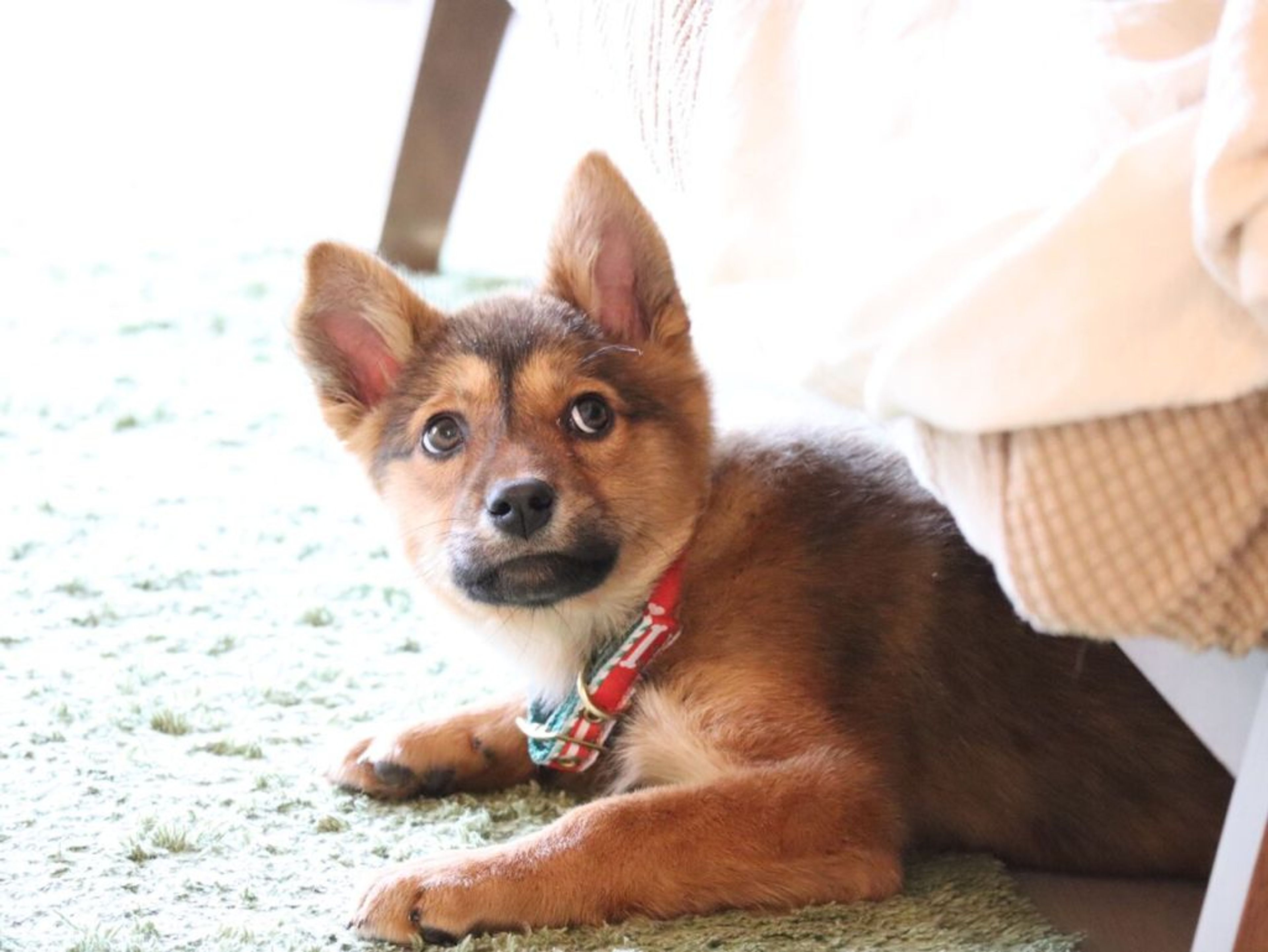 pet-image-2