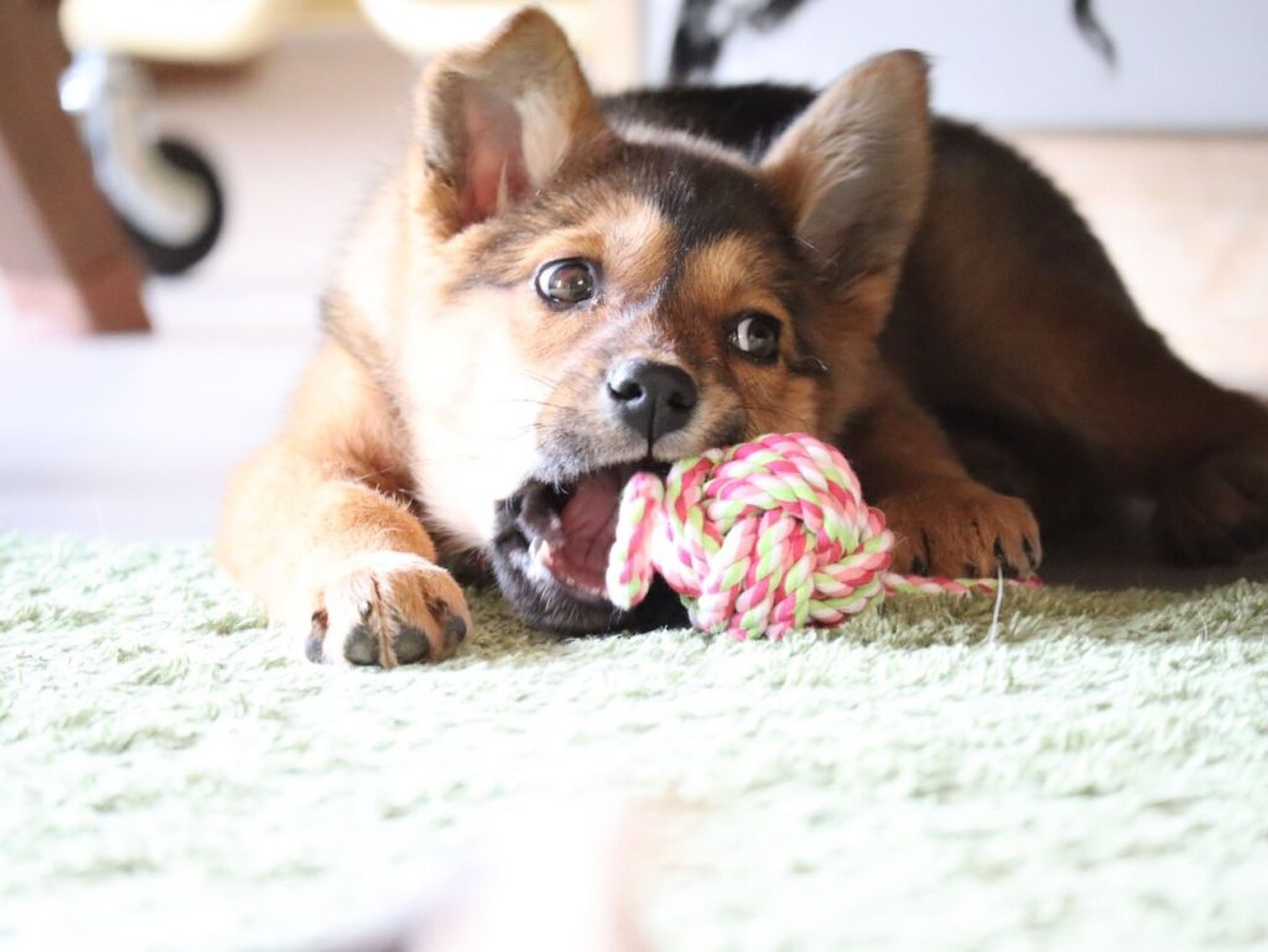 pet-image-3