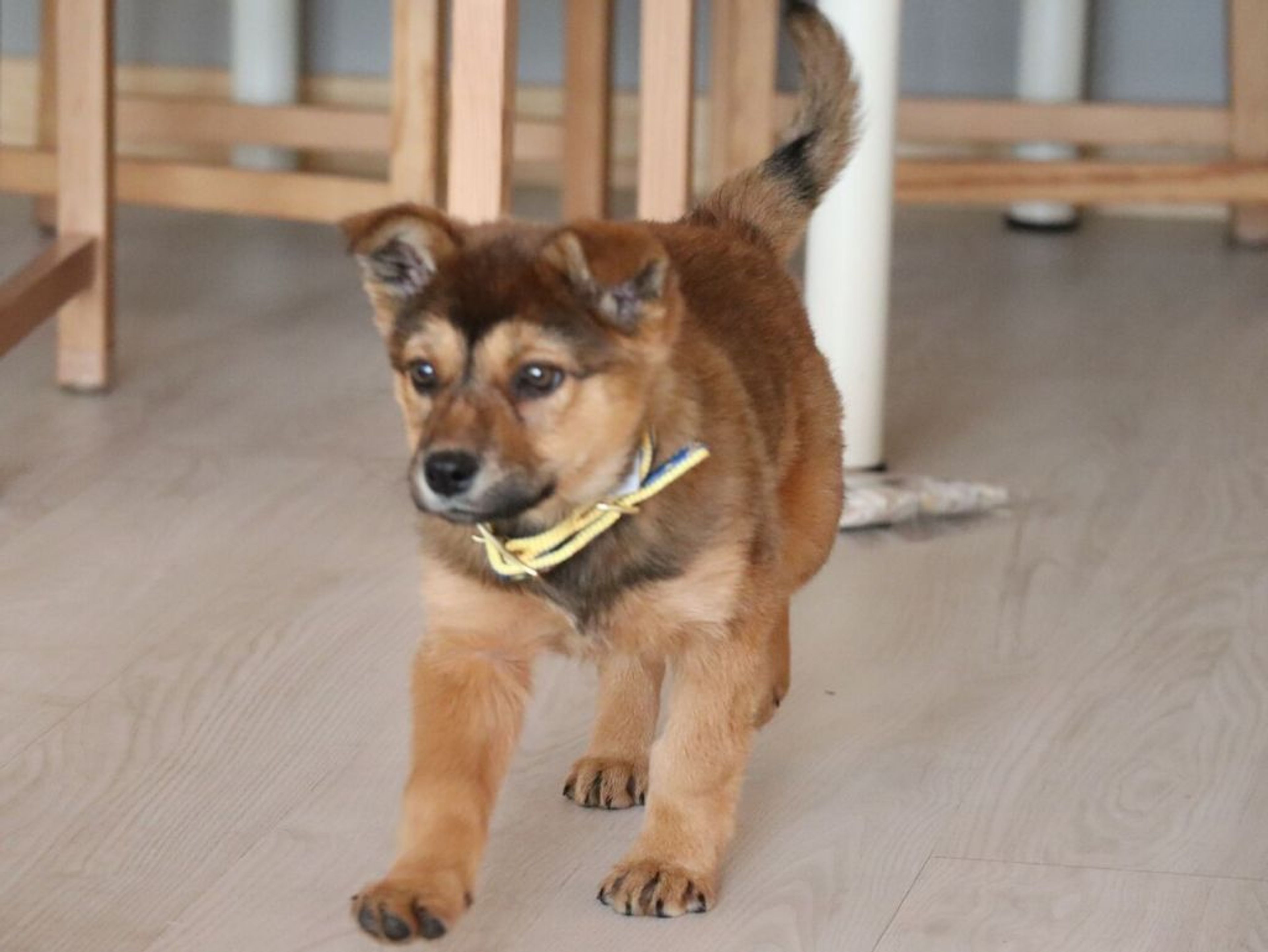 pet-image-4