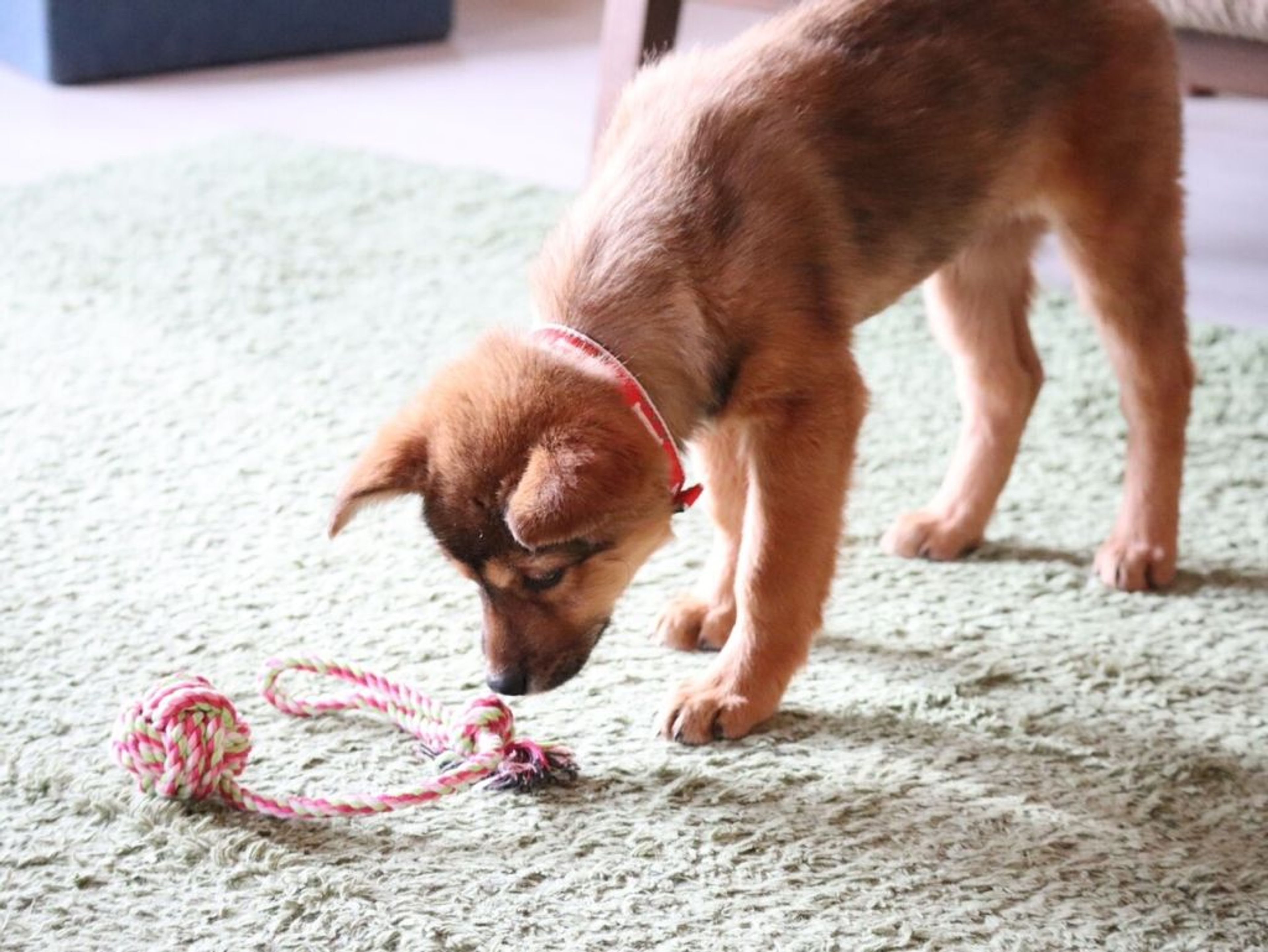 pet-image-5